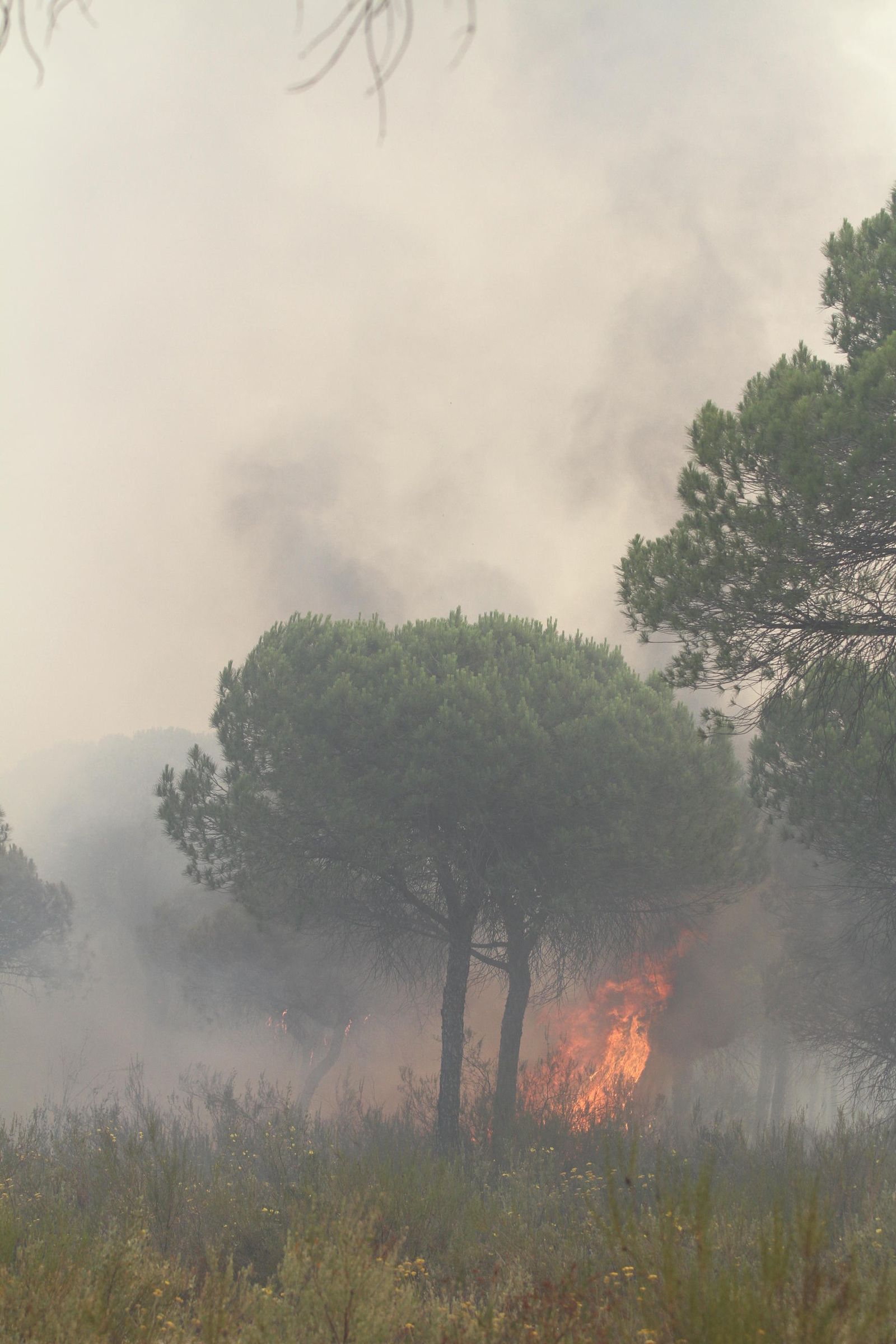 Las imágenes del incendio en Moguer y Mazagón