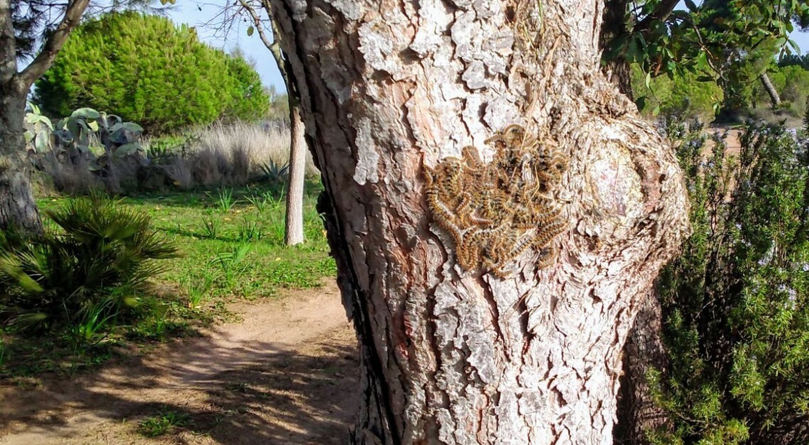 El Ayuntamiento pide a la Junta que fumigue el pinar por las procesionarias.