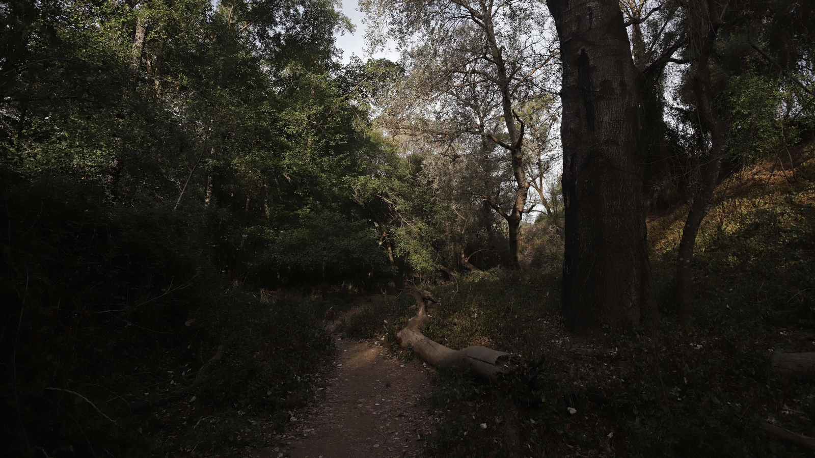 Fotos del sendero de la mariposa monarca en Castellar