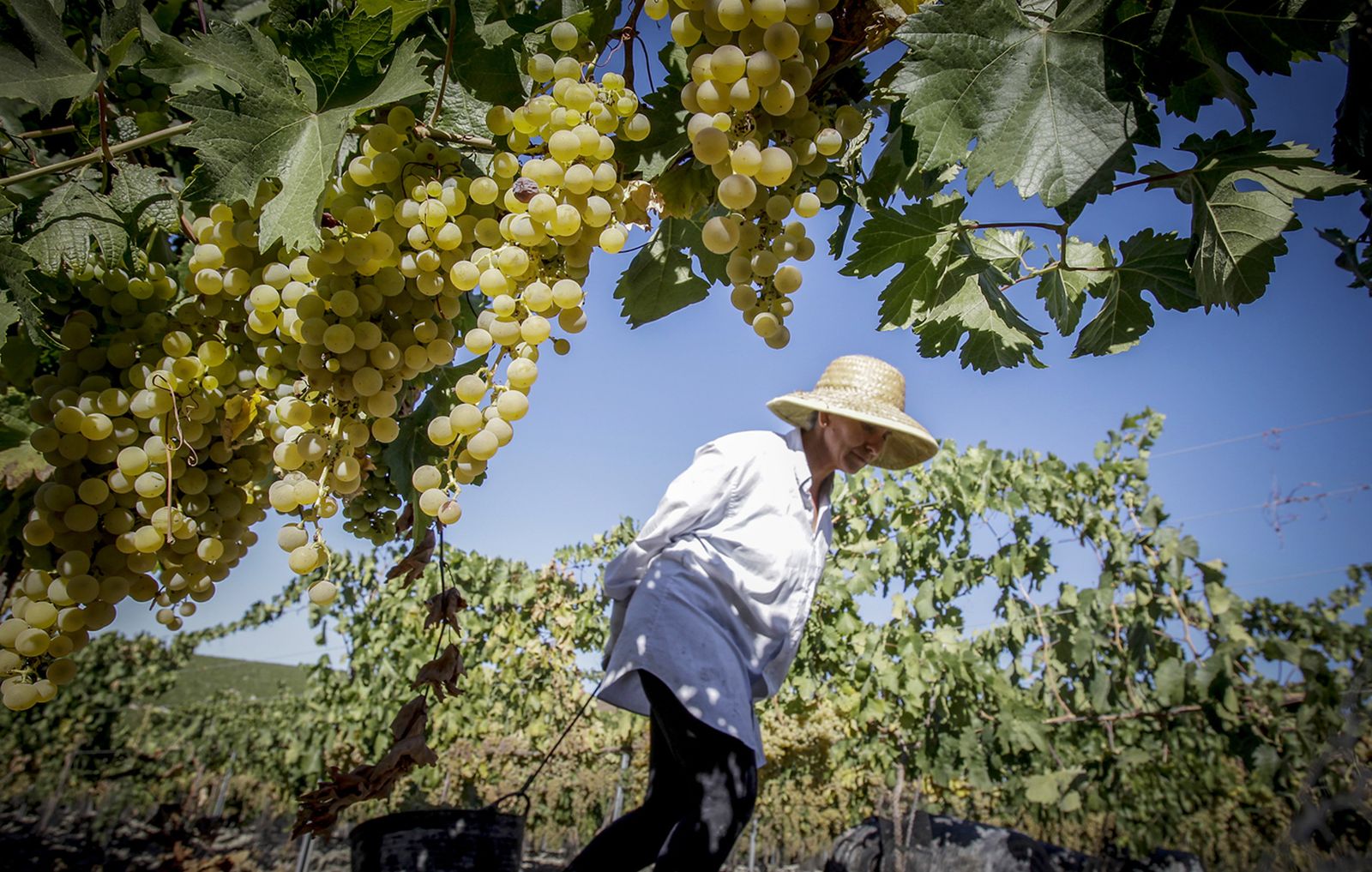 Una vendimiadora arrastra una espuerta cargada de uva palomino en la viña Gibalbín de Barbadillo.