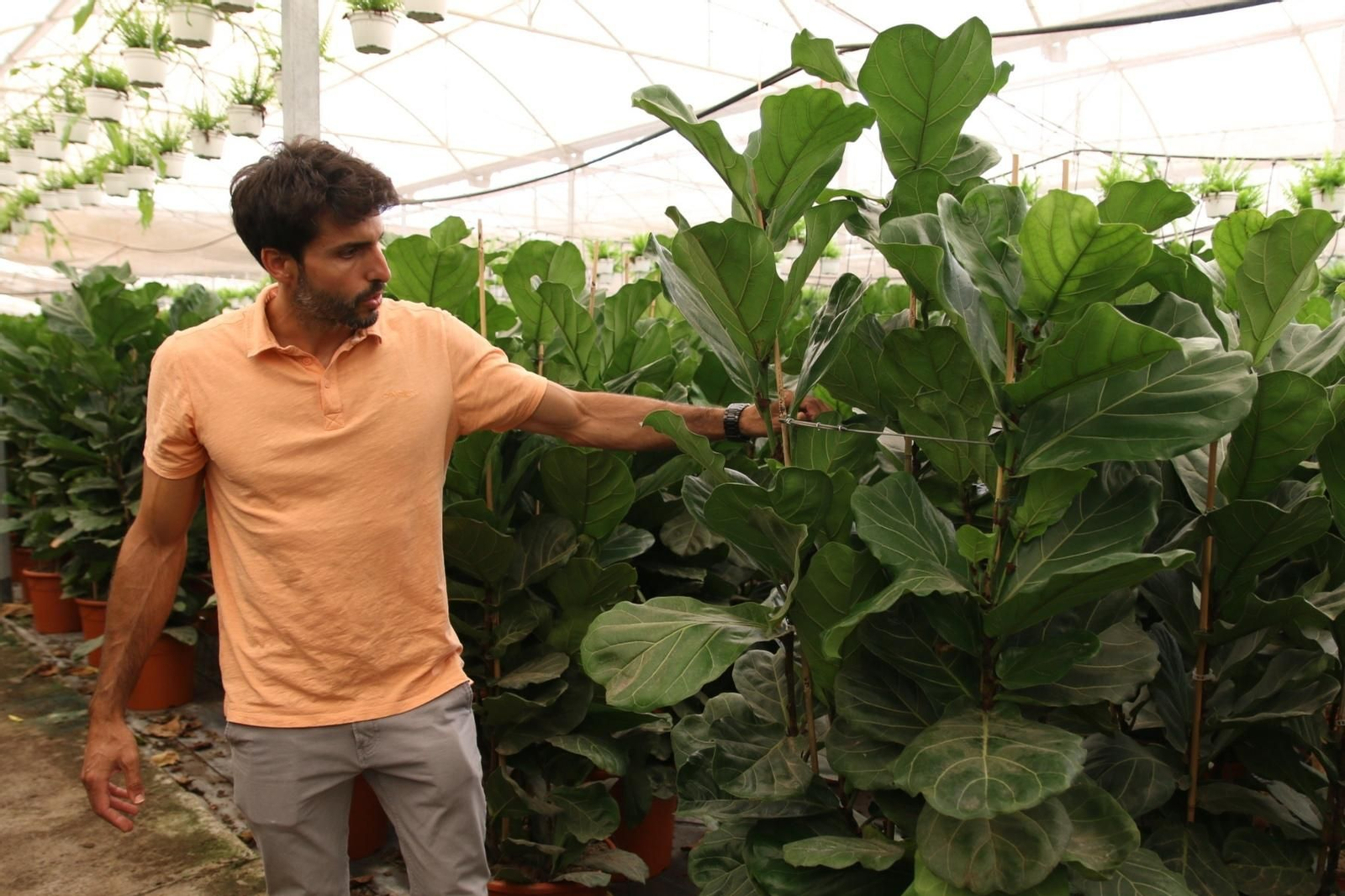 Imágenes de la venta de planta planta ornamental y flor cortada de Vícar