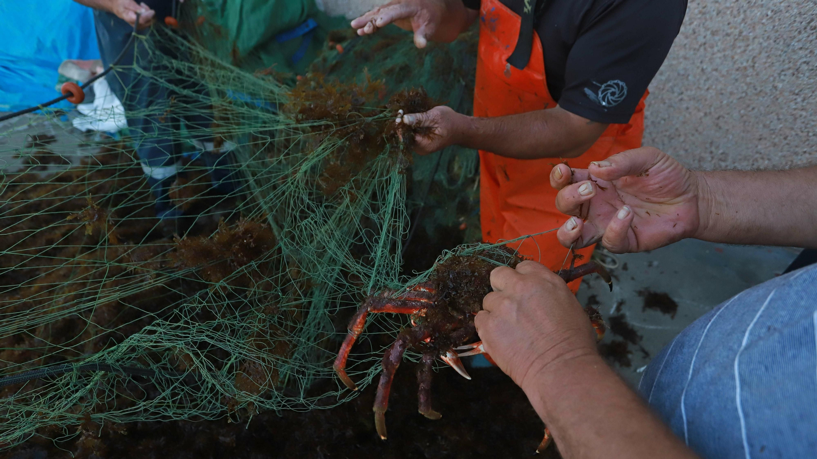 El alga invasora ahoga la pesca en Algeciras