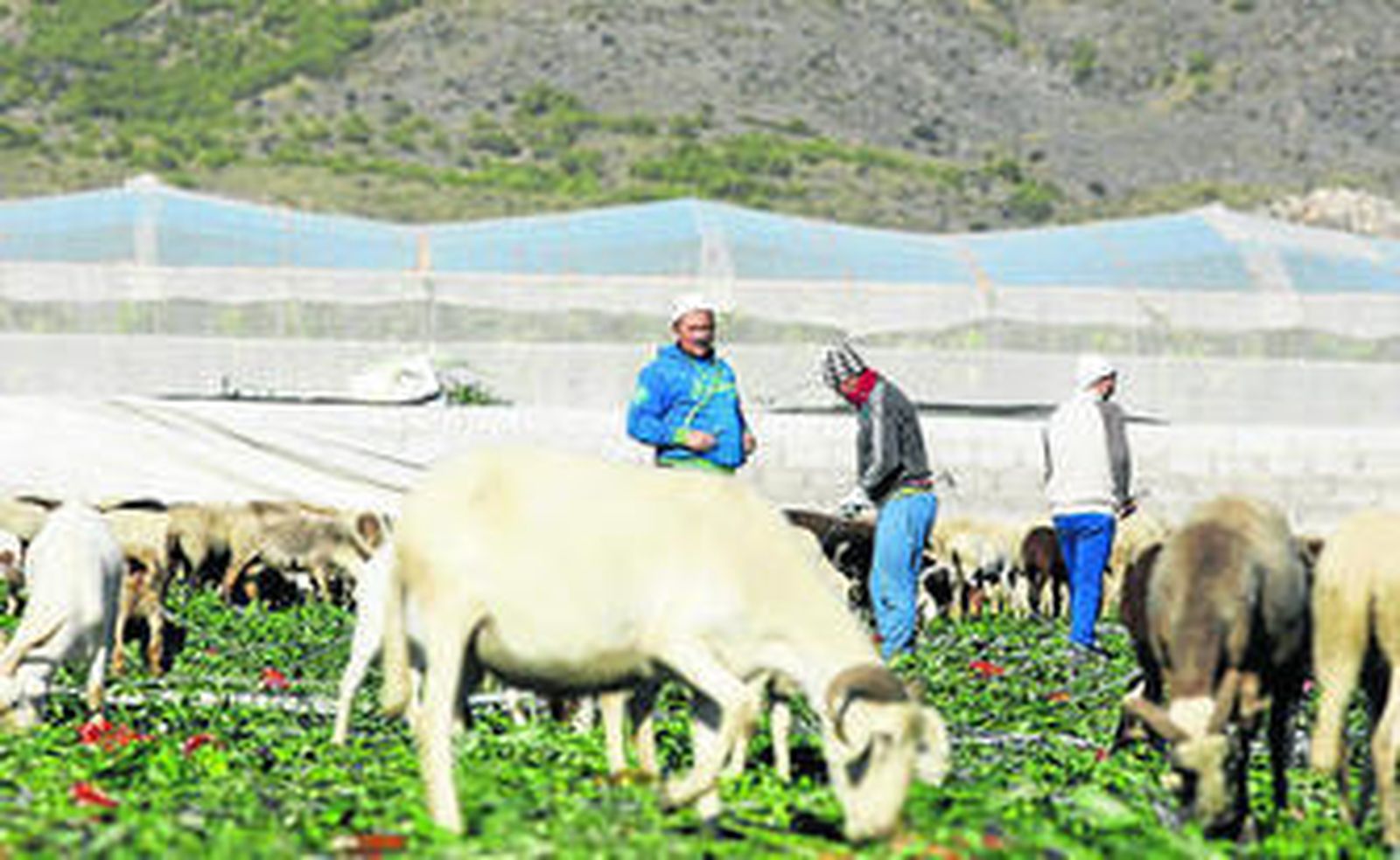 Las ovejas se comen las hortalizas de los invernaderos que tumbó el granizo.