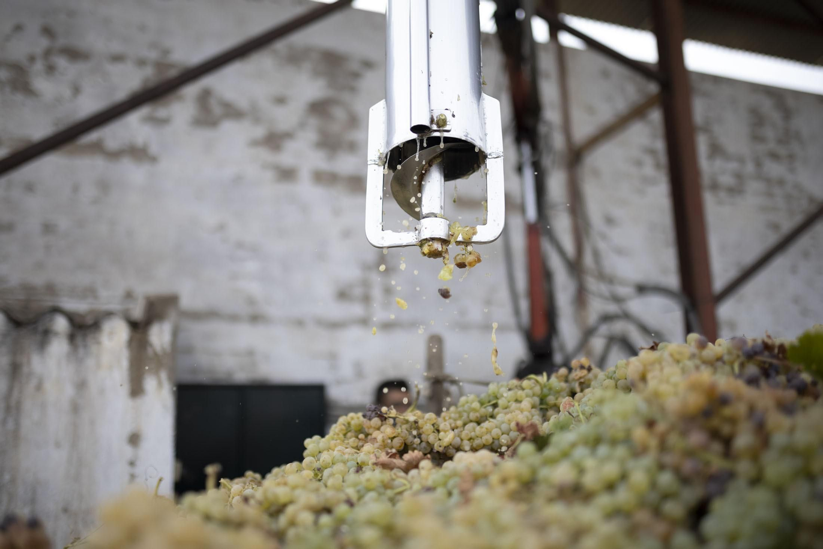 Imágenes de la vendimia en el Condado de Huelva