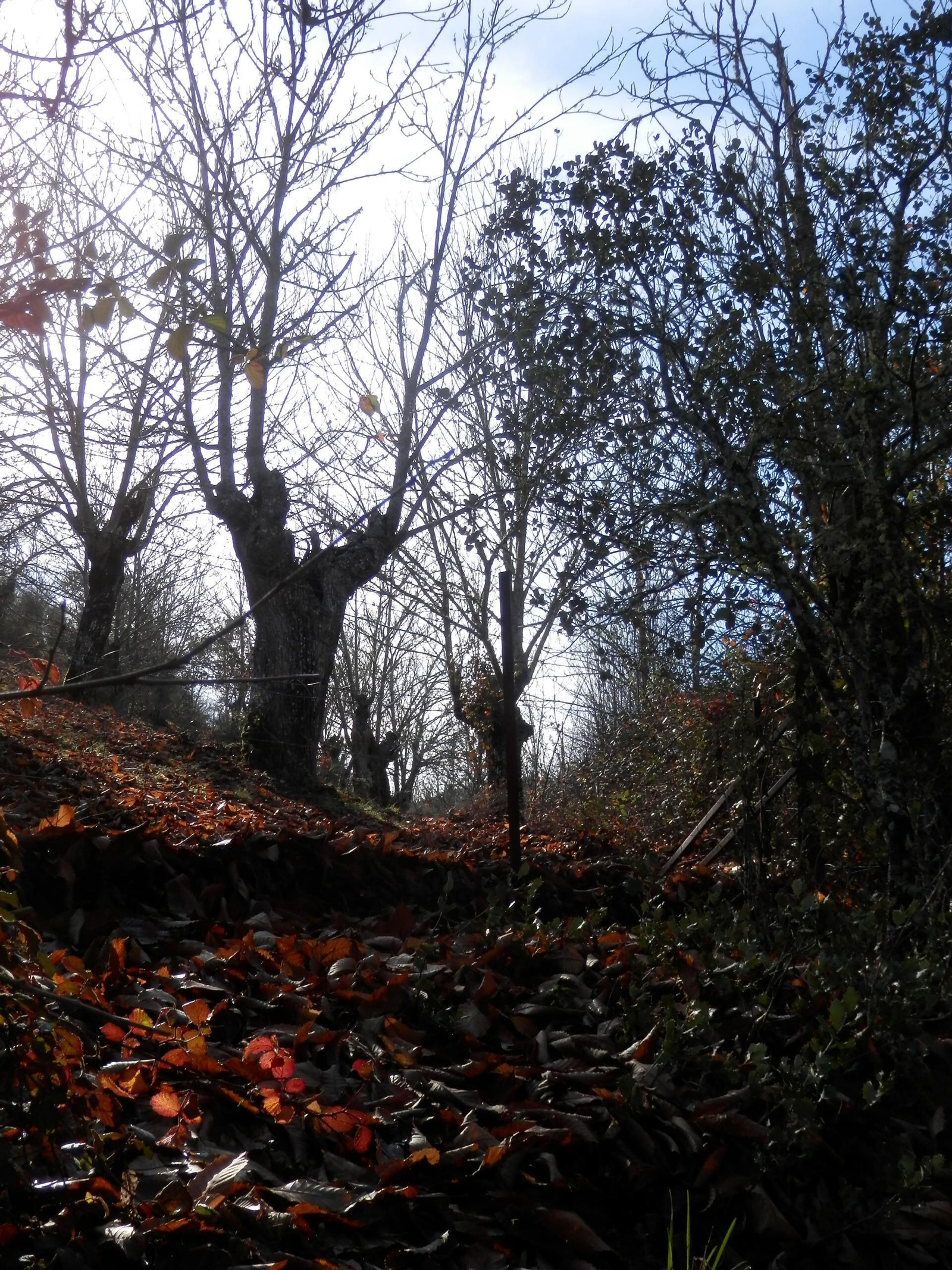 Castaños centenarios al pie del  camino.