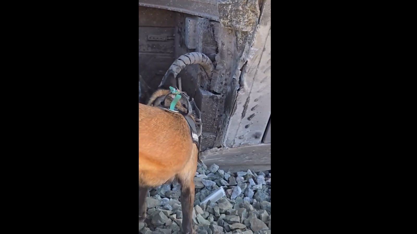 Los agentes caninos de la Guardia Civil inspeccionan los trenes siniestrados de Adamuz en busca de víctimas y pruebas clave