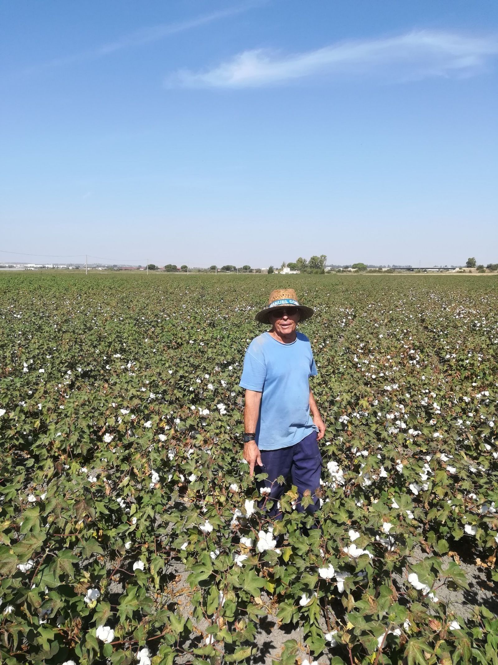 Un agricultor ayer en una explotación algodonera en Guadalcacín.