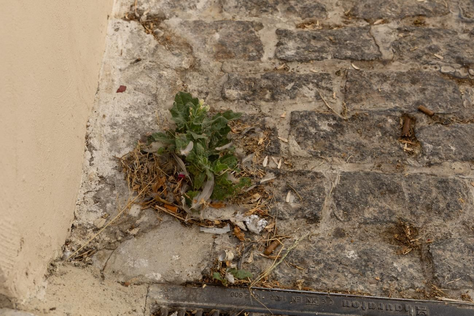 Suciedad y hierbajos toman el entorno de la Catedral de Jaén