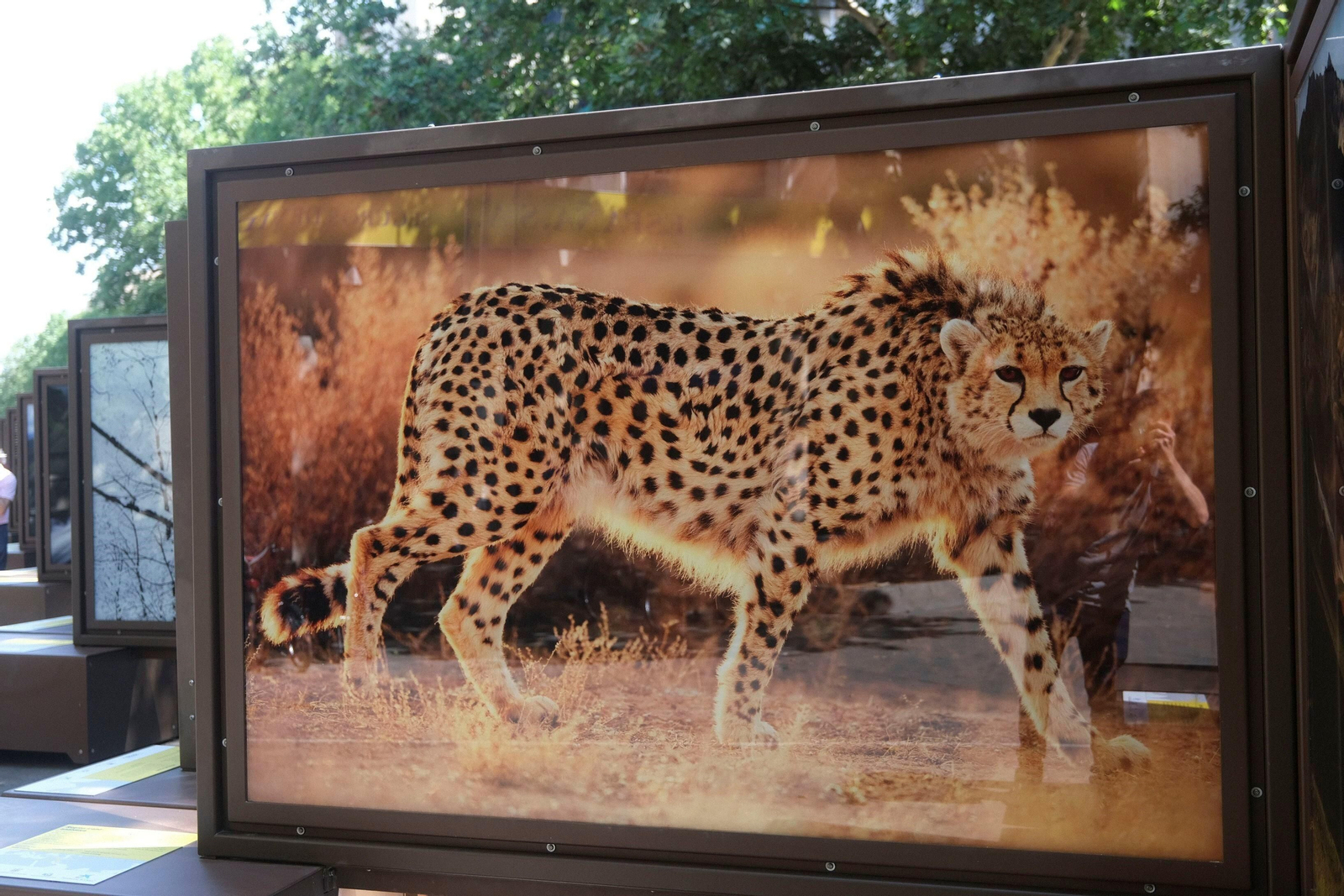 La exposición de 'National Geographic' en el bulevar del Gran Capitán de Córdoba, en imágenes