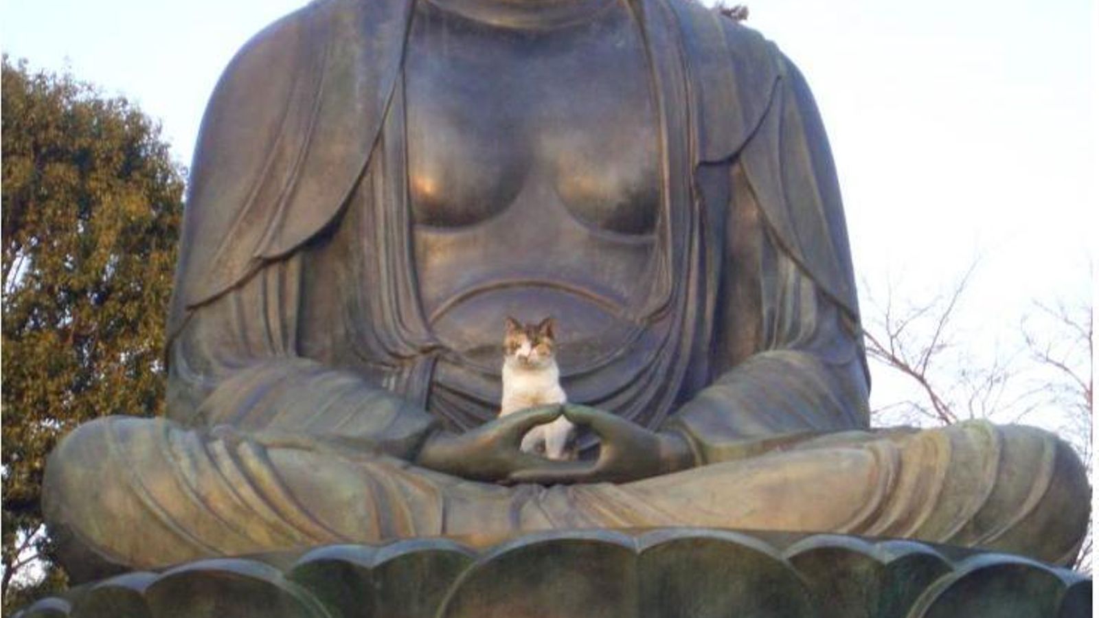 A los gatos les encanta descansar en estatuas