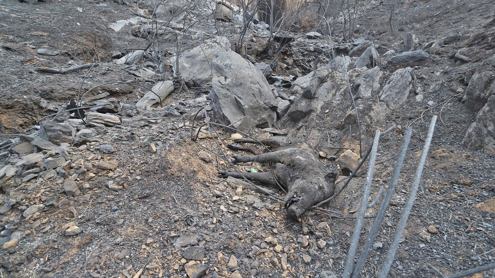 El cadáver de un jabalí en las inmediaciones de Cueva de la Mora, calcinado.