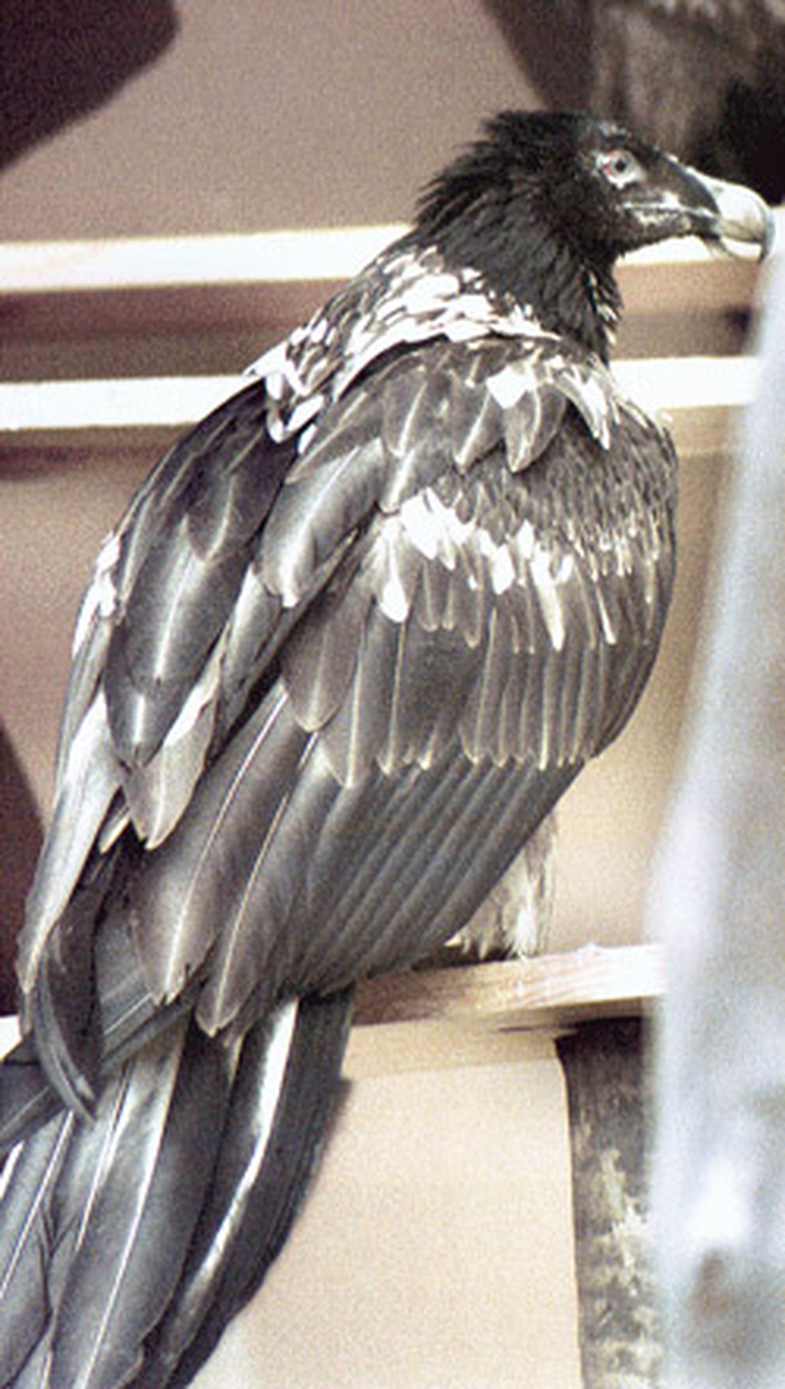 Aparece muerto a tiros un quebrantahuesos en la Sierra de Castril