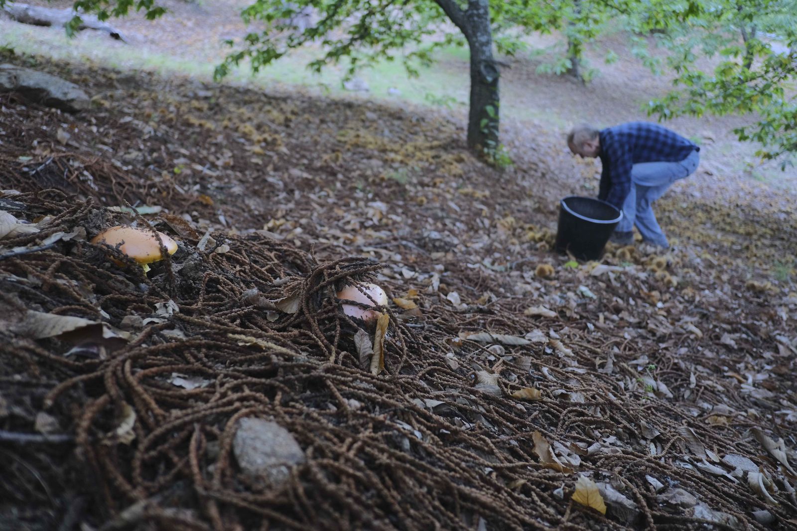 Cuadrillas en la recogida de castañas en el Valle del Genal
