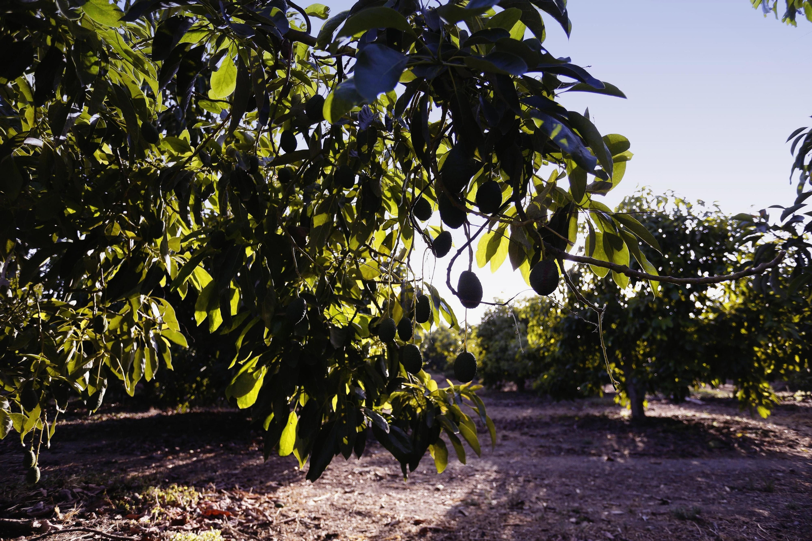 Aguacates en una explotación de la Axarquía.