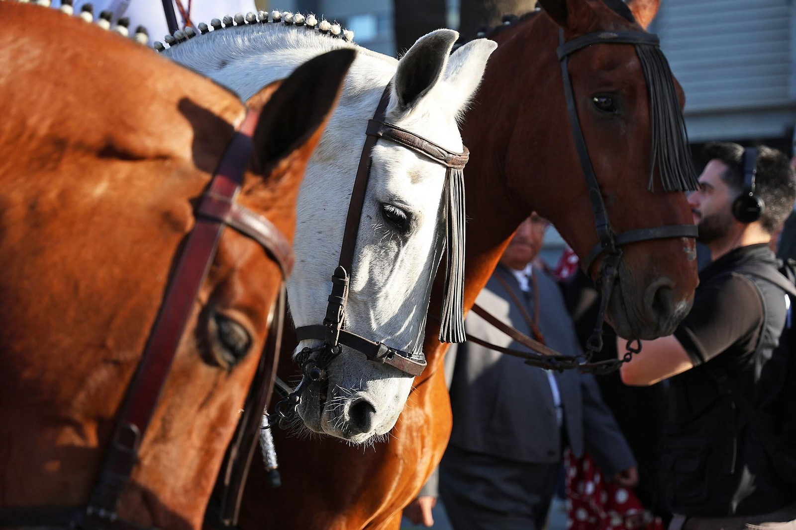 Imagen de tres caballos en la salida de la Hermandad de Emigrantes de este miércoles.