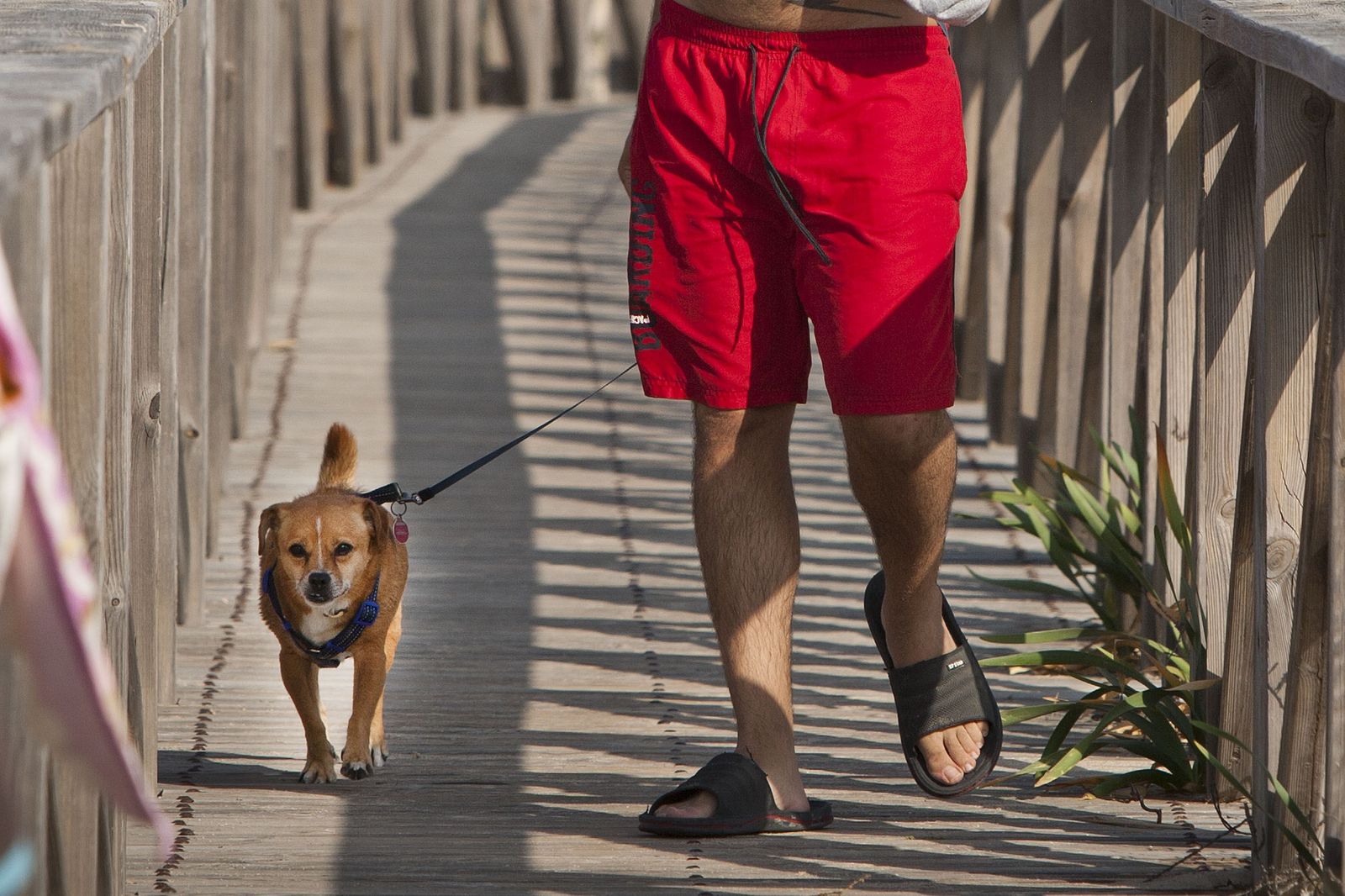Un perro en la playa, en una imagen de archivo.