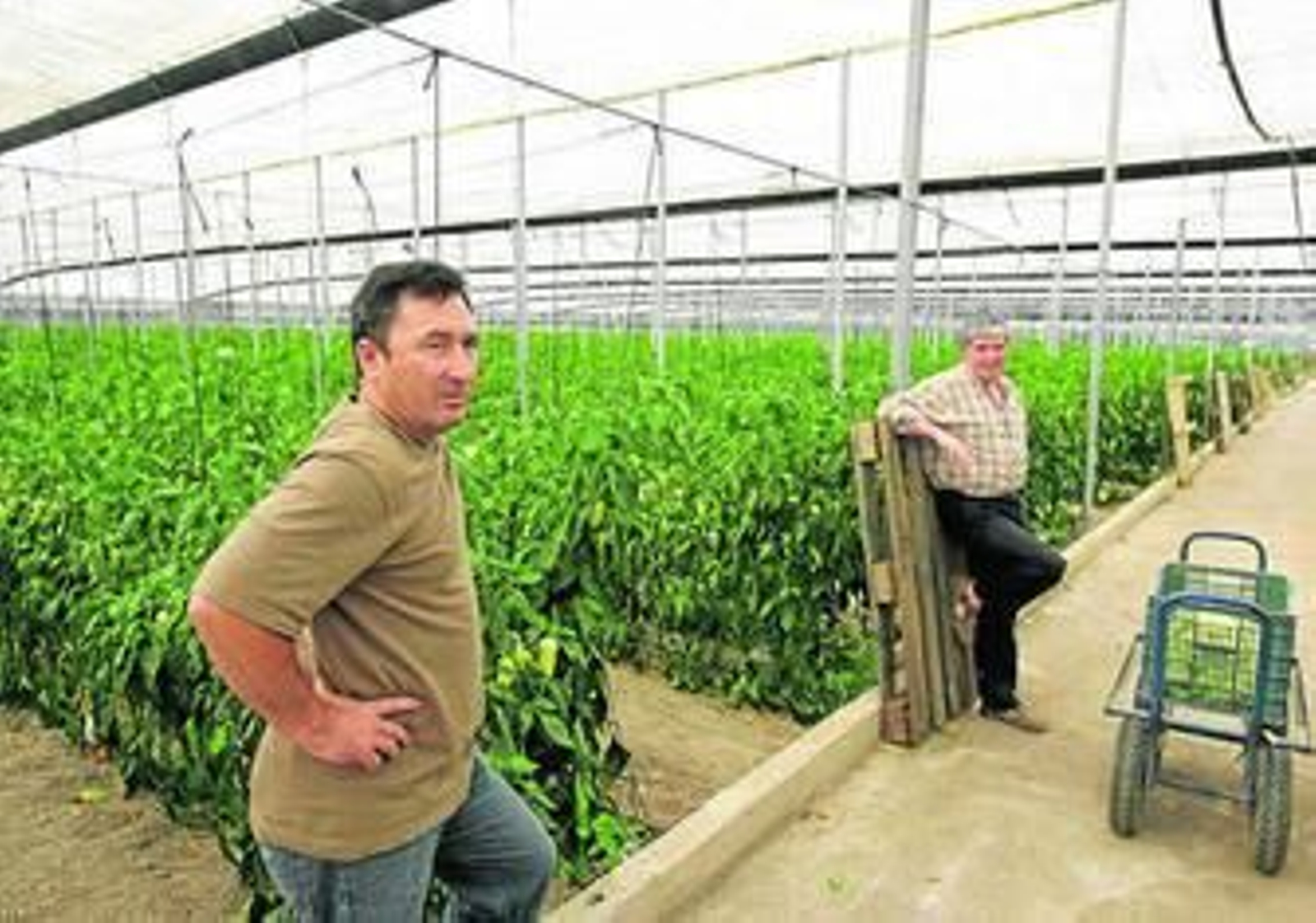 La diferencia de longitud marca un precio u otro.