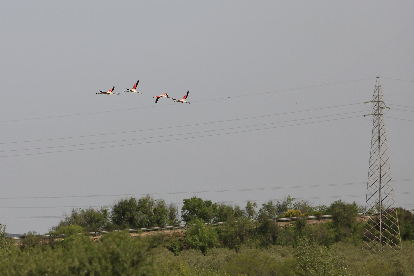 Los flamencos en la Laguna de Fuente de Piedra, en fotos