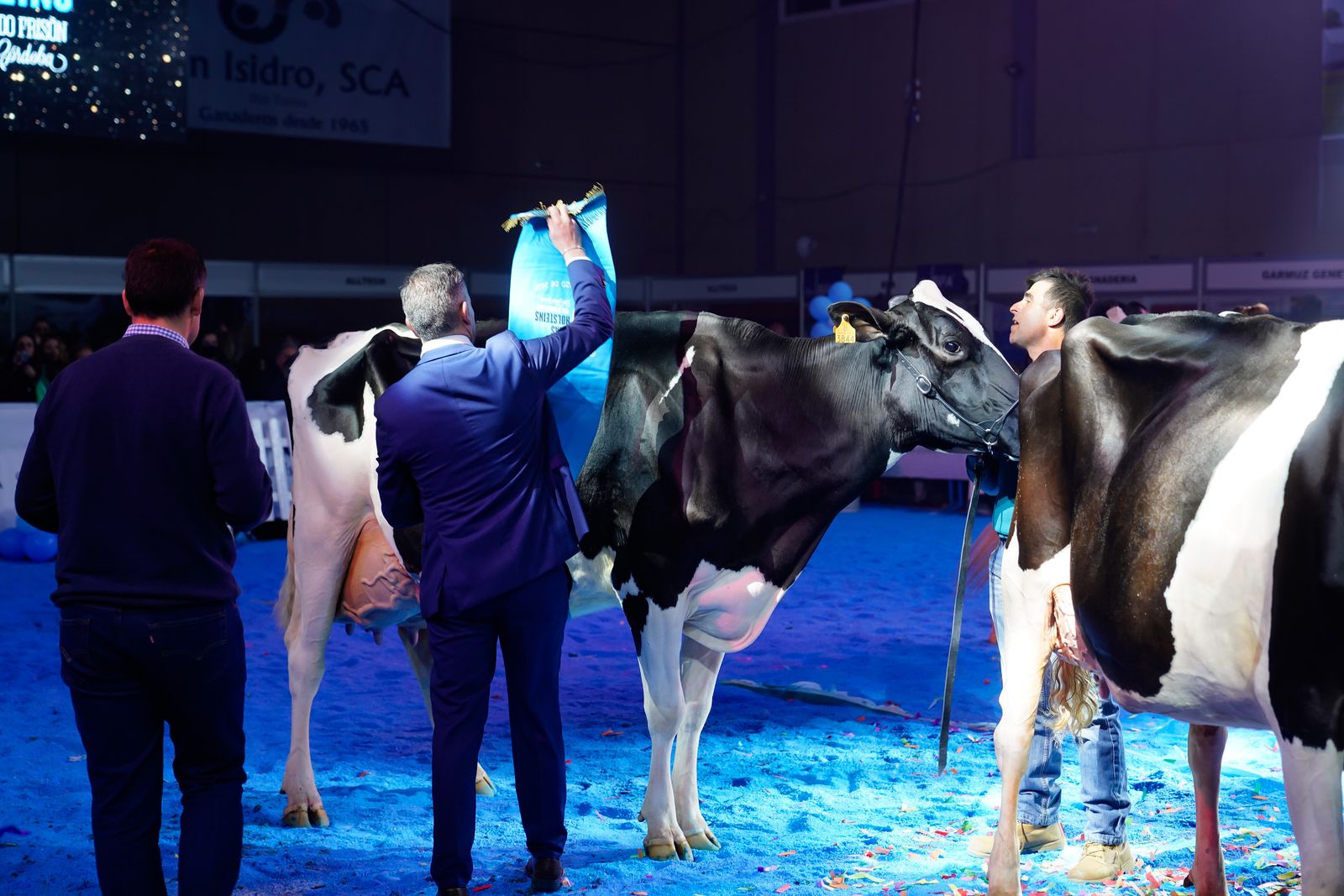 La elección de la Vaca Gran Campeona de Dos Torres, en fotografías