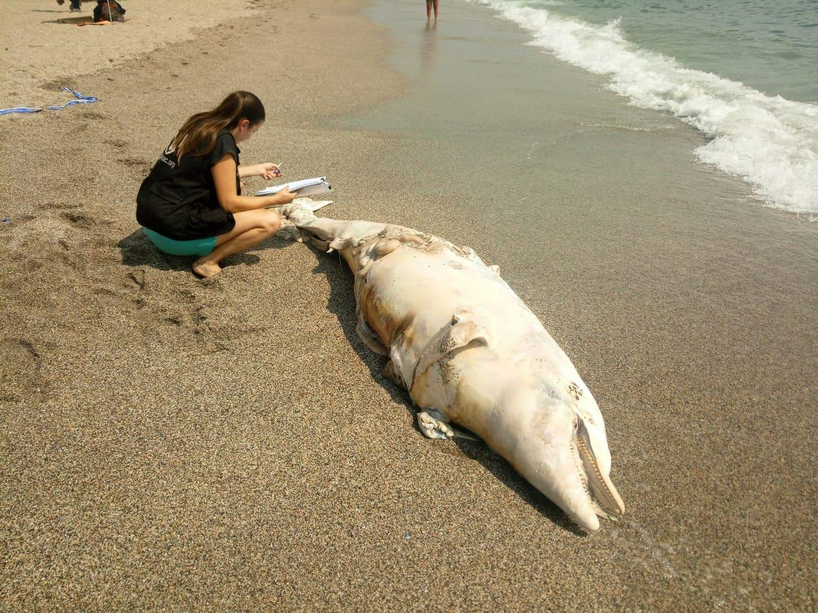 Una de las voluntarias de Equinac, junto al cadáver del cetáceo.