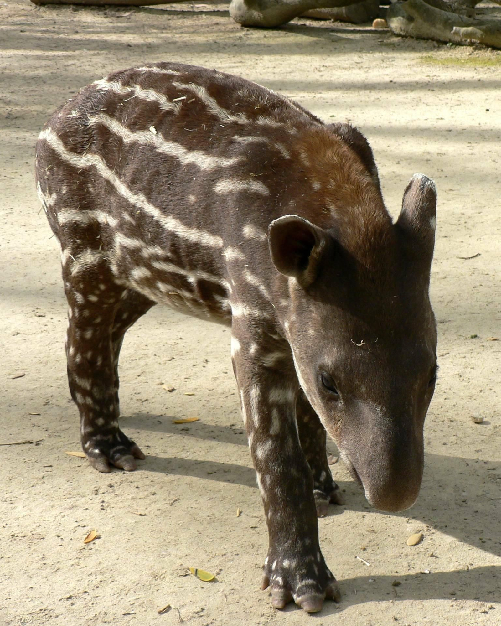 Imagen del tapir nacido en julio en el Zoo.