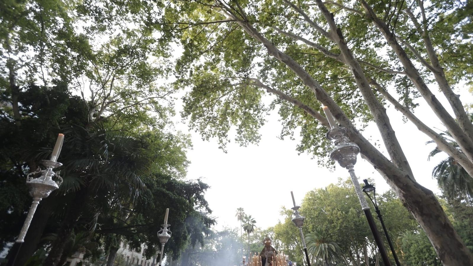 Una bóveda de árboles para recibir a las vírgenes.