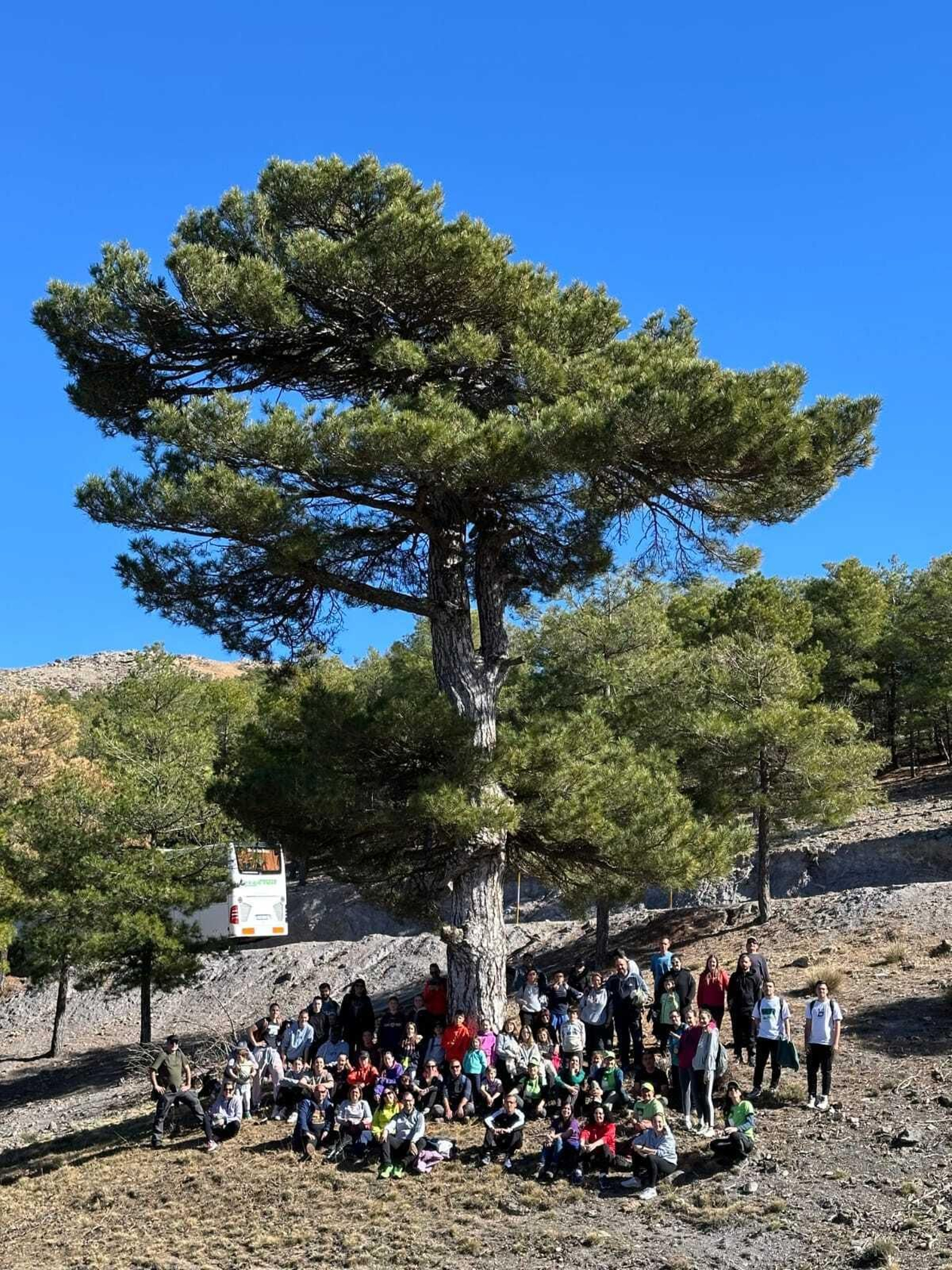 Integrantes de El Toyo Basket plantaron 50 ejemplares de pino laricio en el Calar del Gallinero (Bacares).