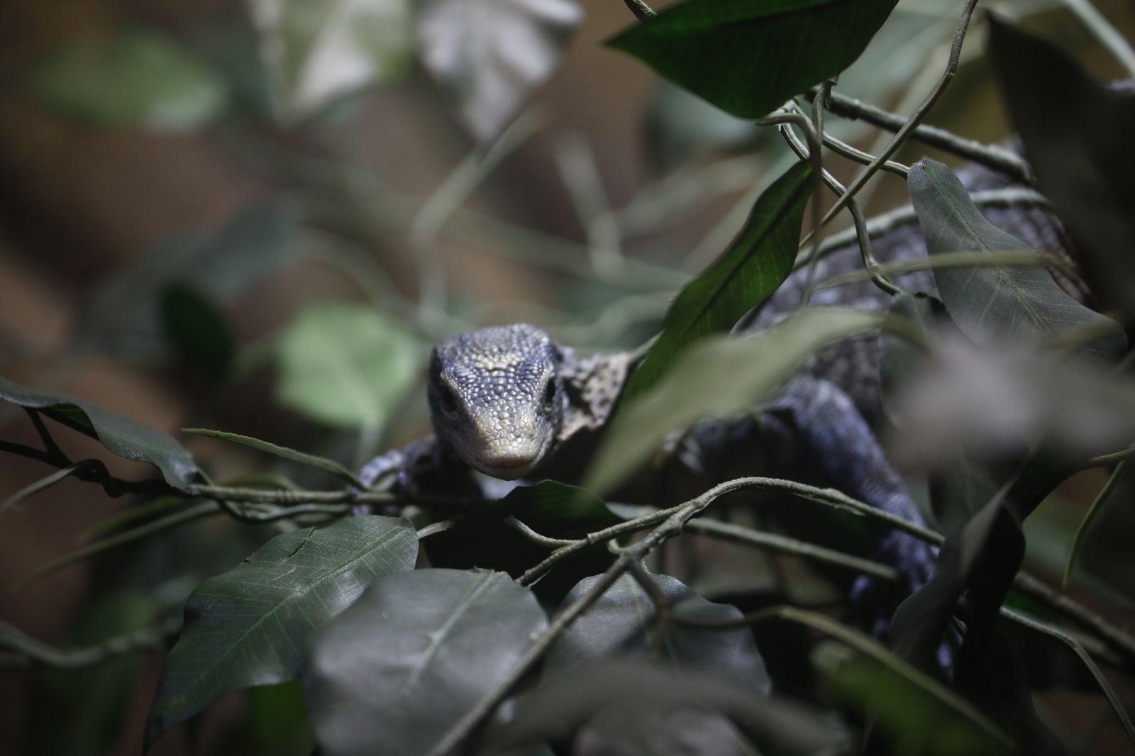 Varano azul del nuevo reptilario del Zoológico de Córdoba.
