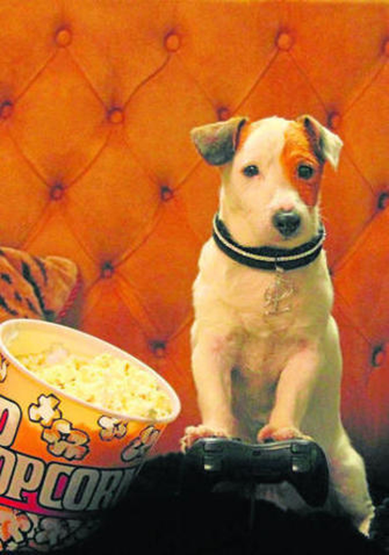 Pancho o el filón del perrito simpático.