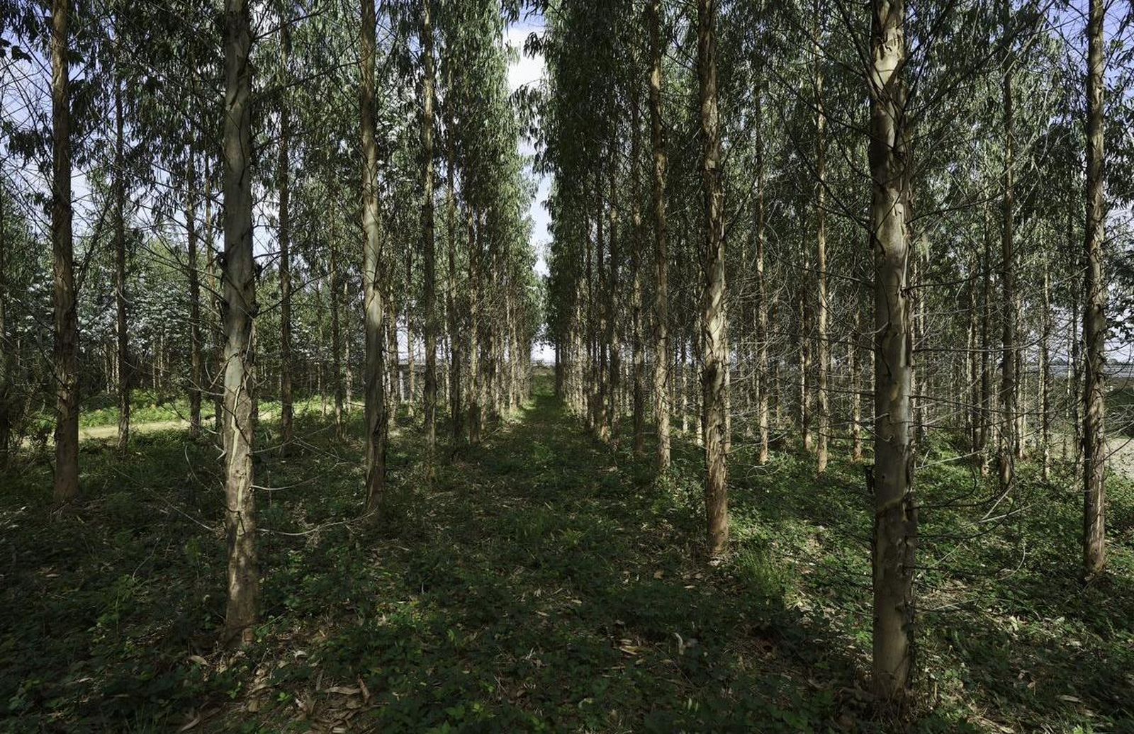 Tareas forestales mecanizadas