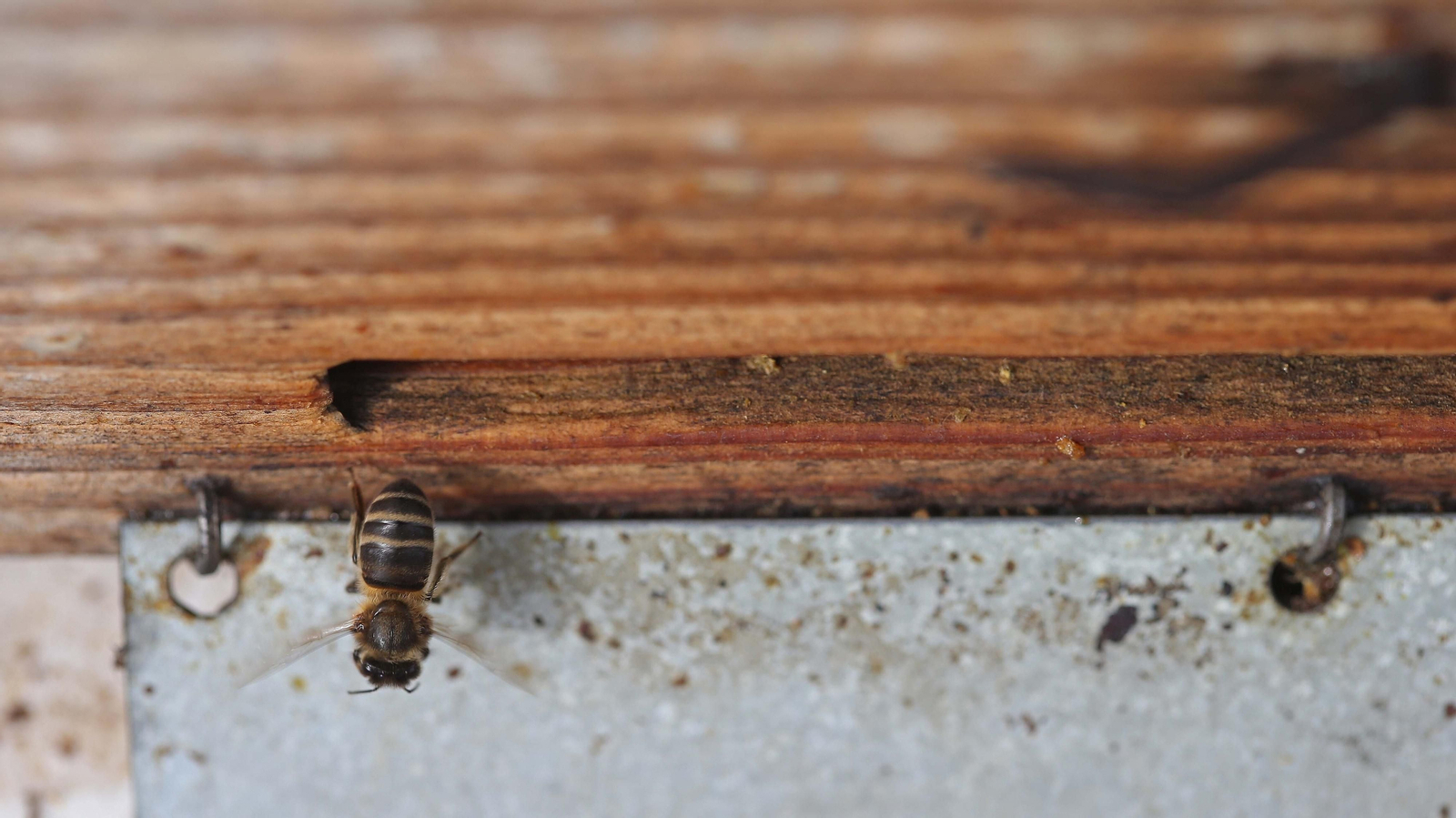 El arte de la apicultura en Los Barrios