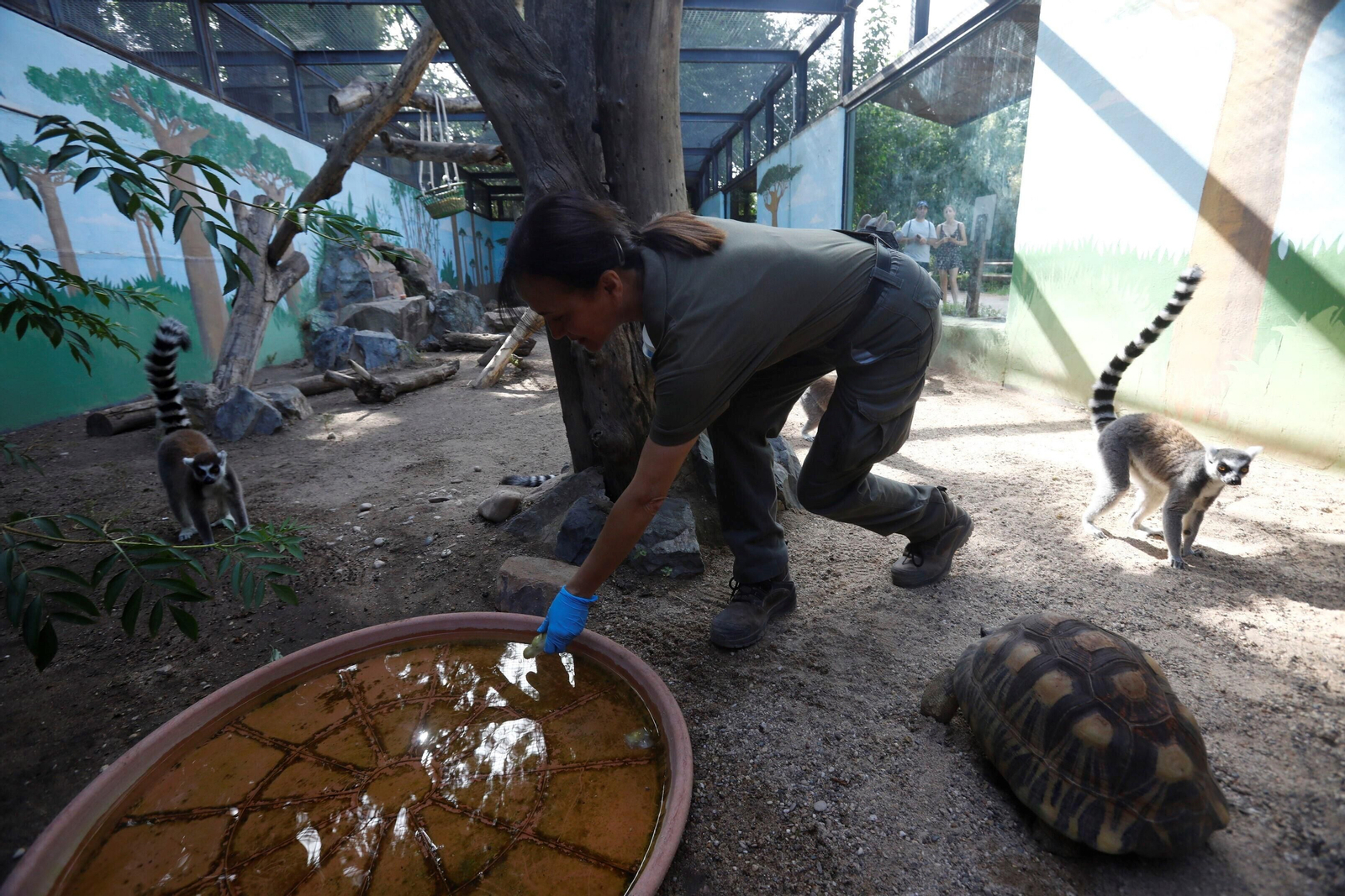 Fotogalería: Así viven los animales del Zoo de Córdoba los meses de verano