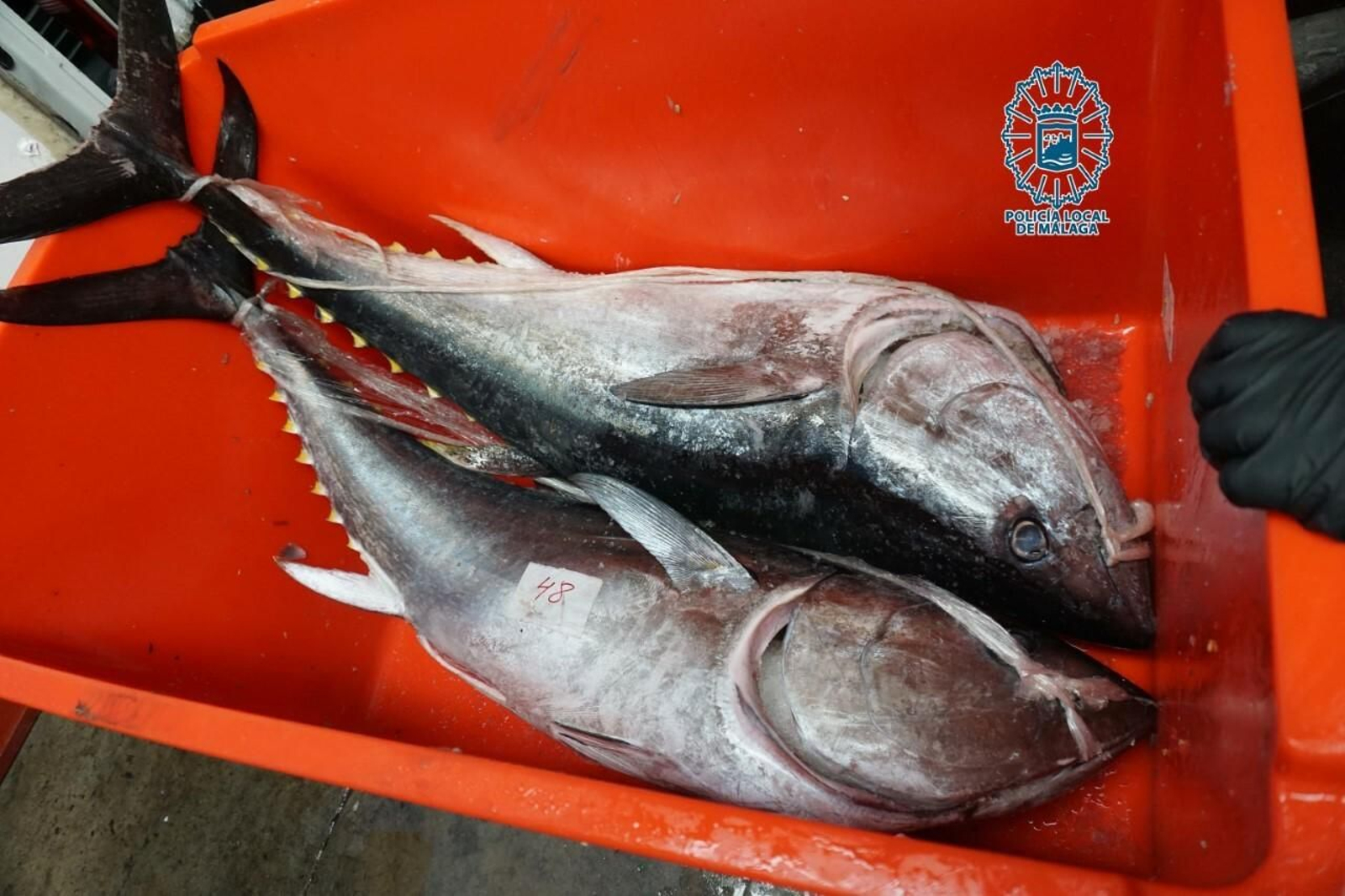 Atunes decomisados por la Policía Local de Málaga