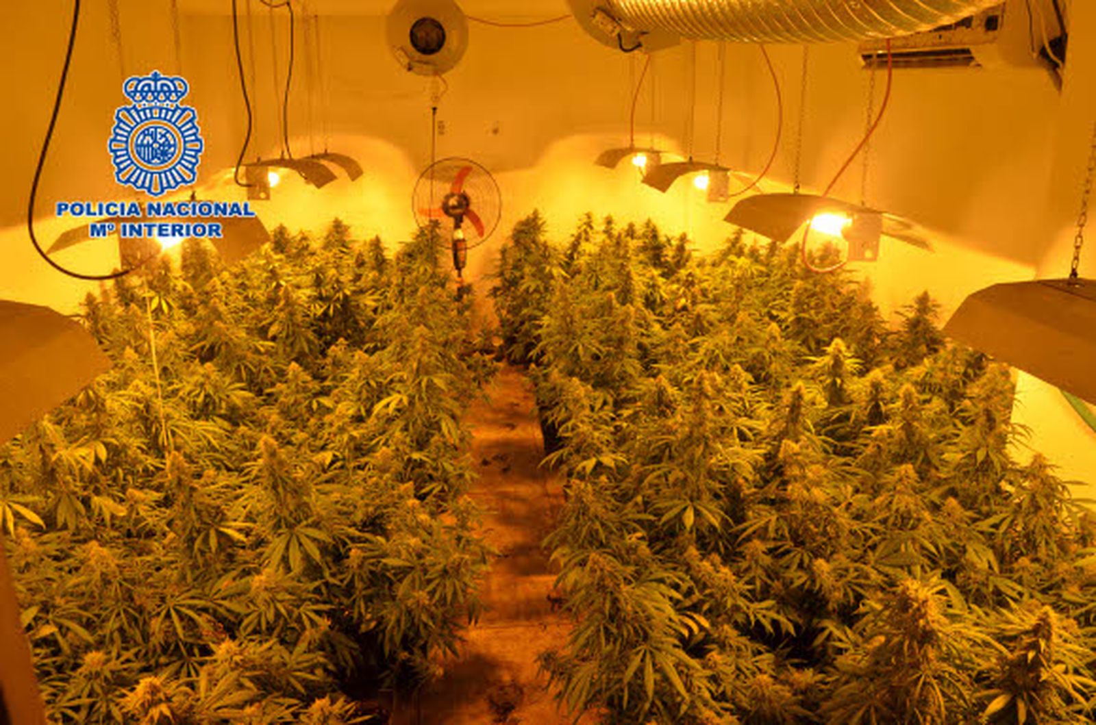 Intervenidas más de 1.000 plantas de marihuana en un invernadero clandestino