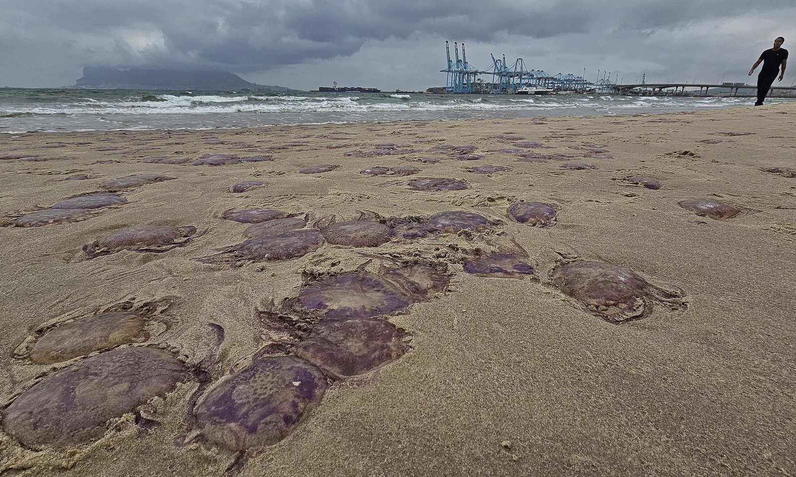 Fotos de las medusas en las playas de Algeciras