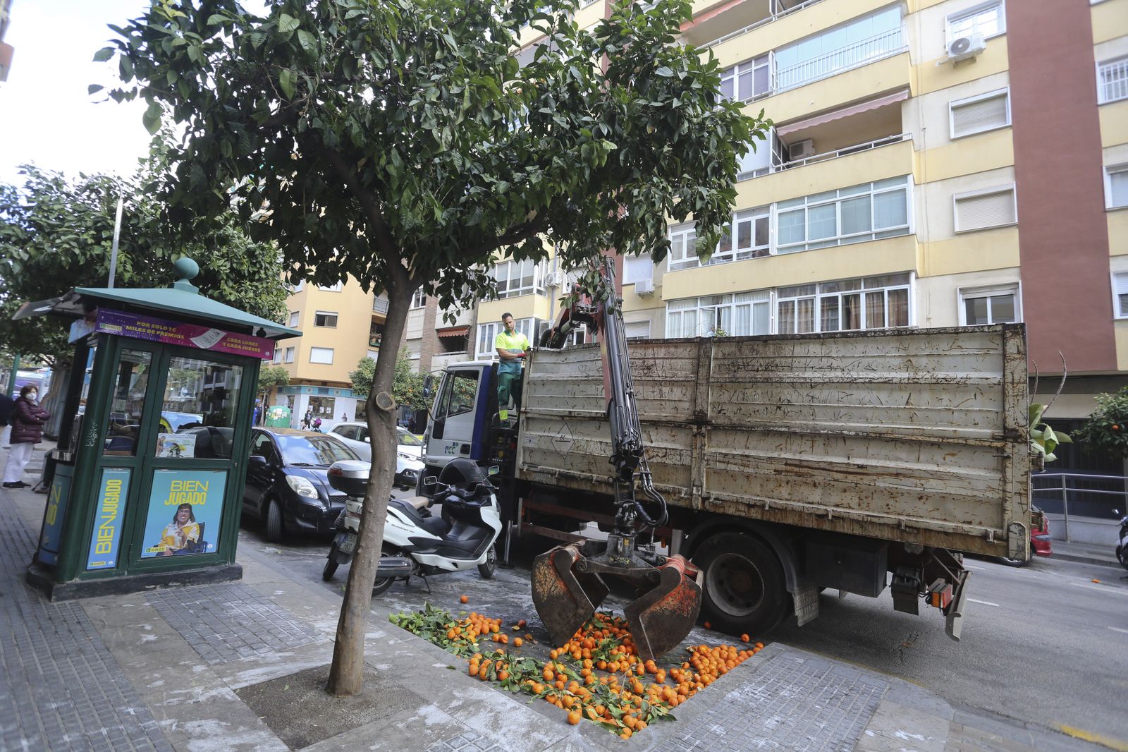 Recogida de naranjas en la ciudad de Málaga.