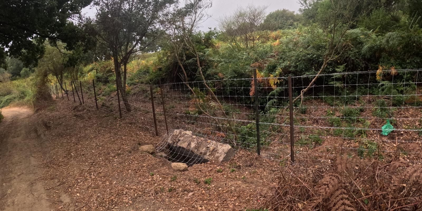 Trabajos no autorizados en la finca Las Corzas (Algeciras), afectando a vegetación protegida y al cauce del arroyo de la Garza.