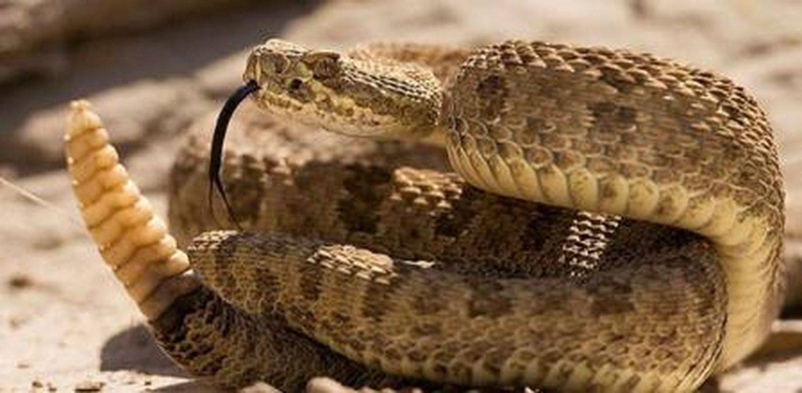 Un hombre ingresa en la UCI tras morderle una serpiente de cascabel y Frank Cuesta responde