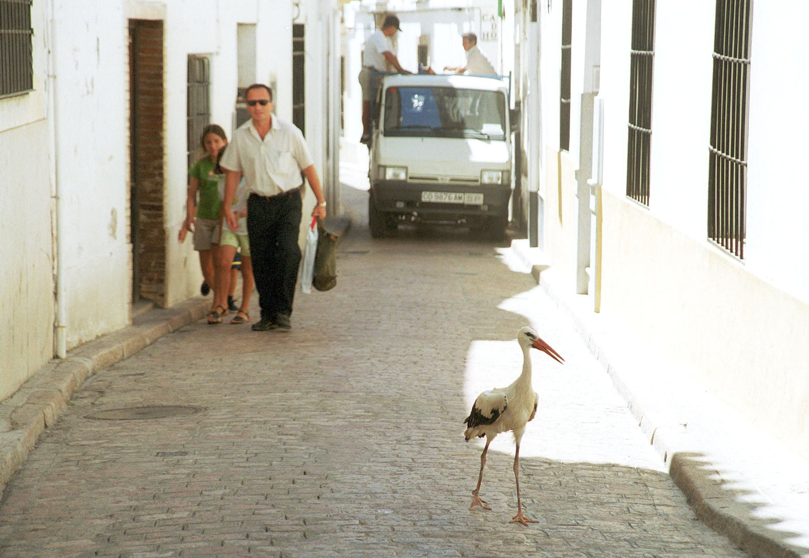 Una cigüeña camina por la Judería de Córdoba, en una foto de archivo.
