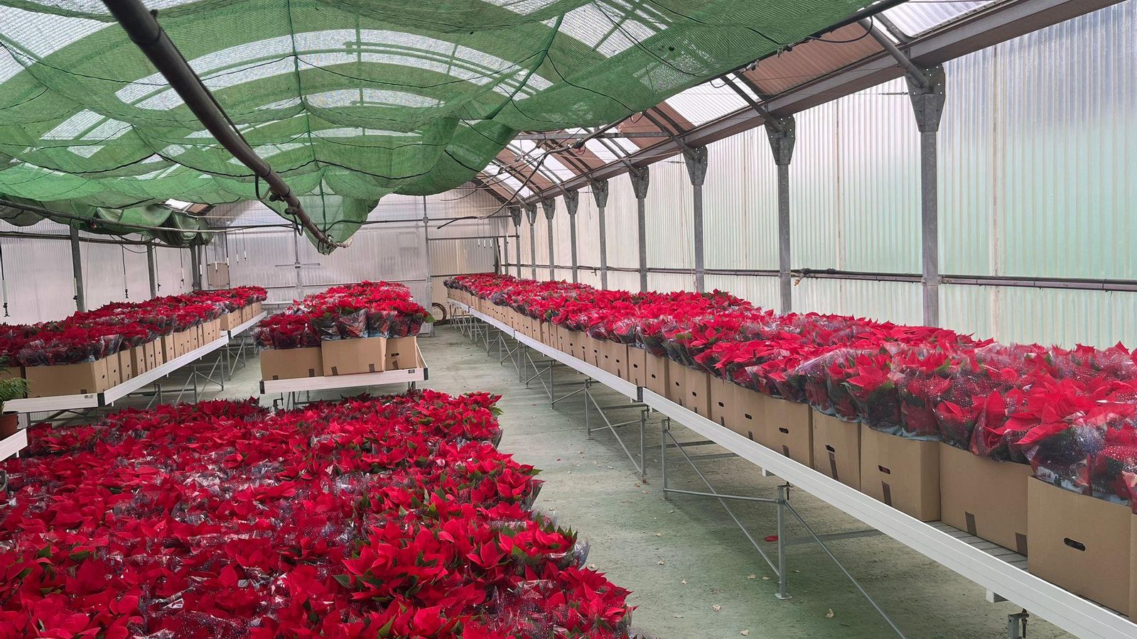 Vivero provincial donde se encuentran las flores de Pascua.