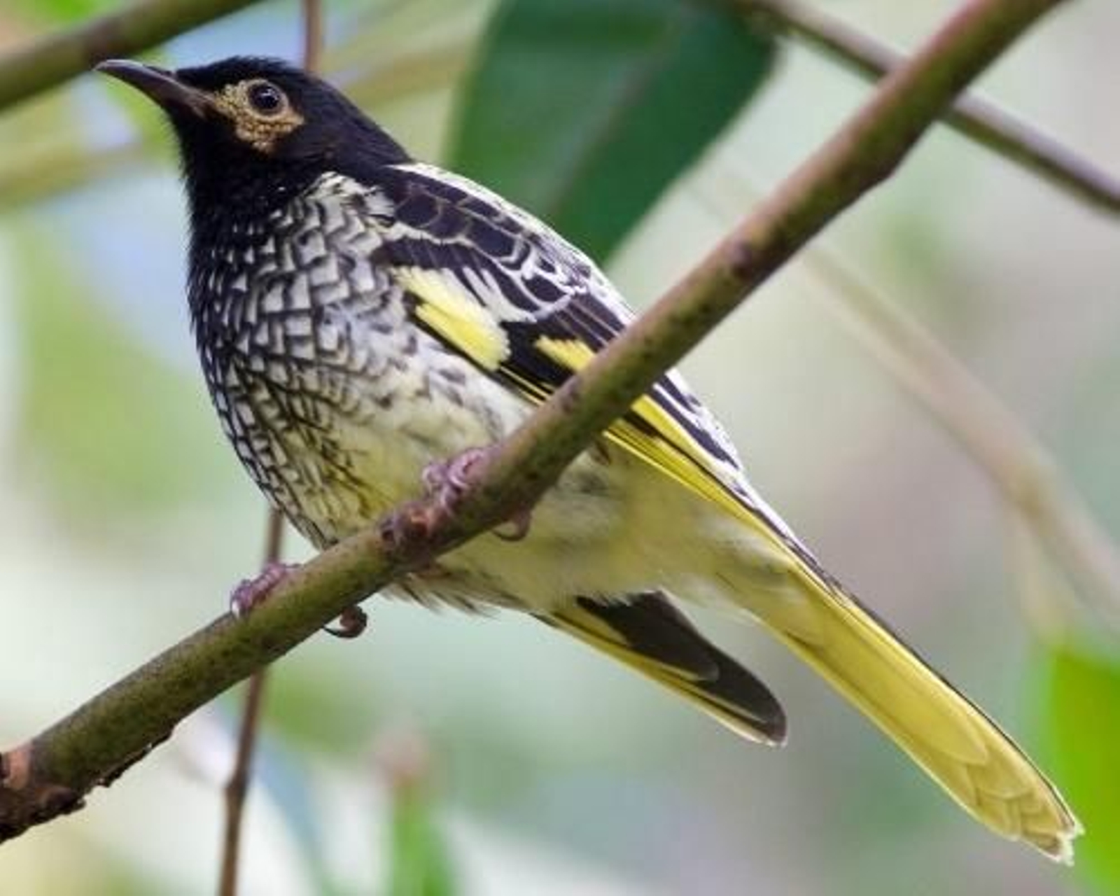 Este pájaro podría extinguirse por olvidar su canto de apareamiento