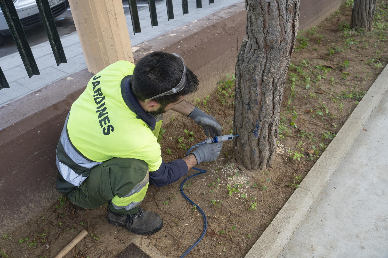 Tratamiento contra el picudo rojo y la procesionaria en las palmeras y pinos de San Fernando