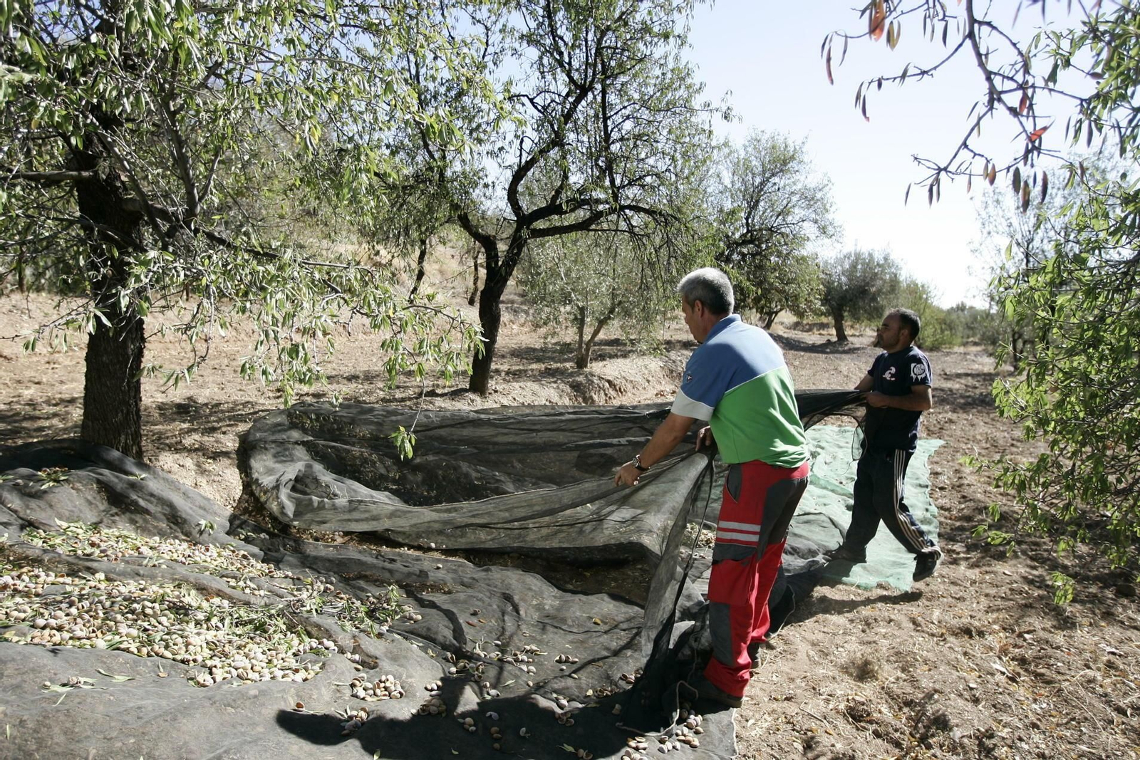 Dos operarios recogen almendra en una finca.