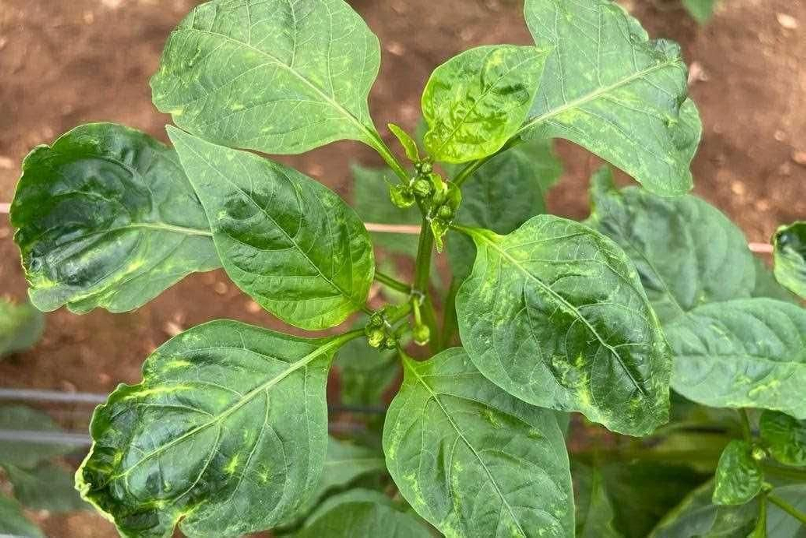 Pimiento afectado por el trips.