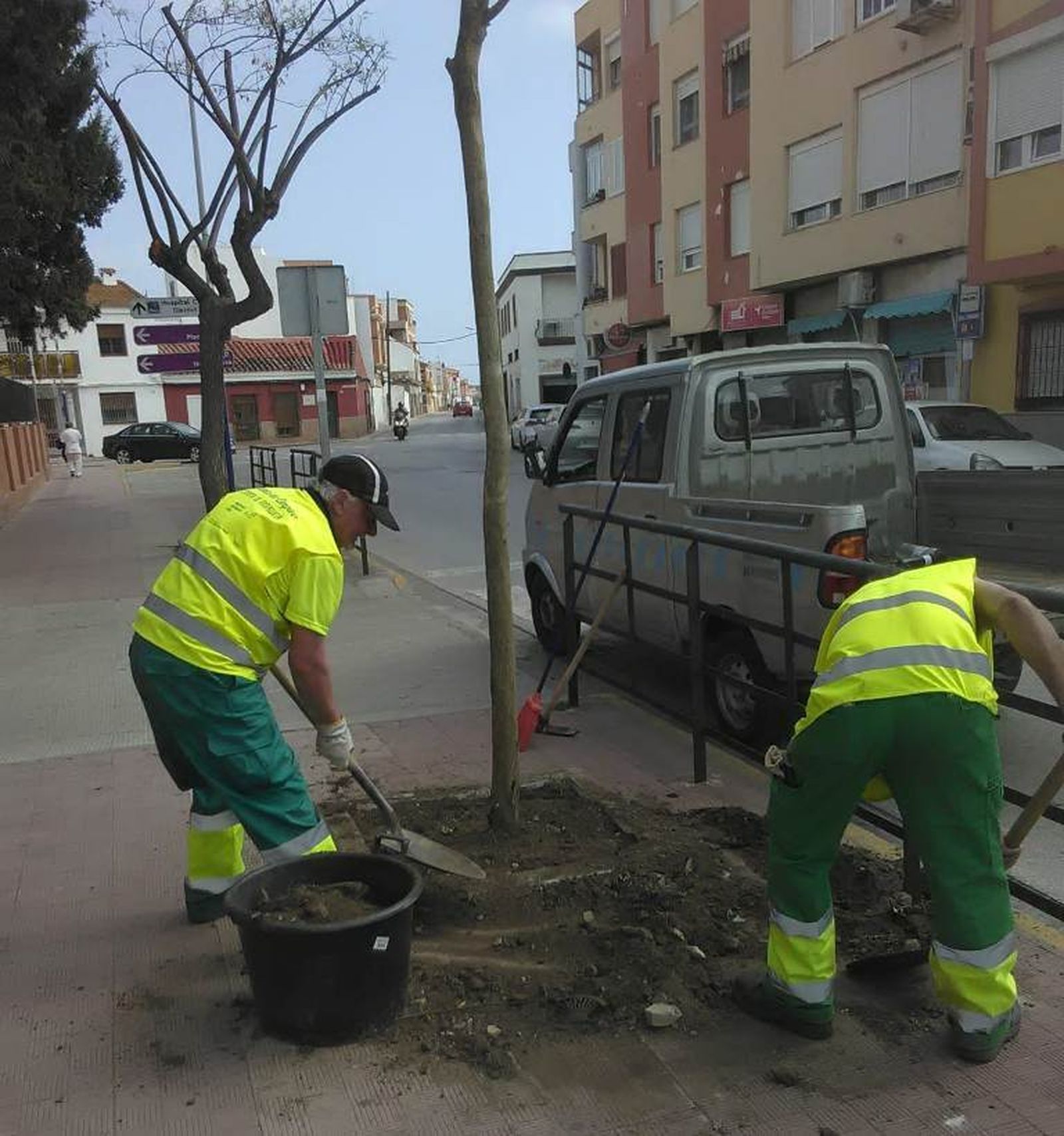 Trabajadores de La Línea plantan un árbol.