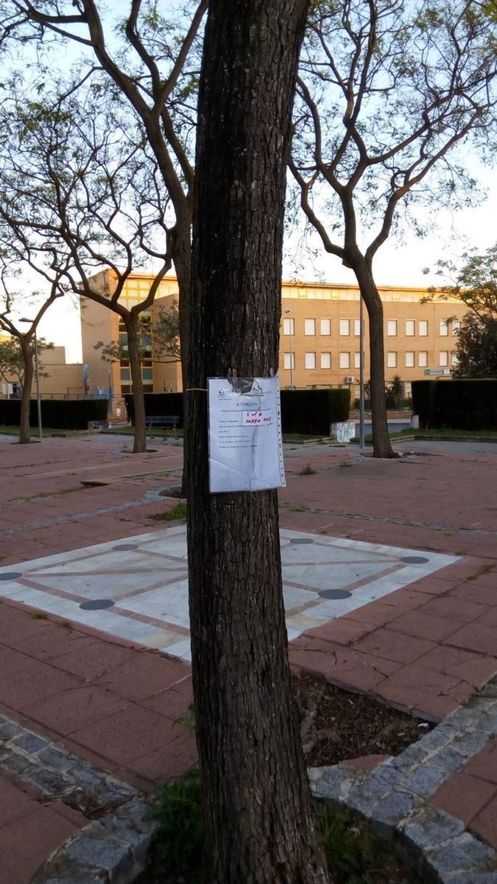 Anuncio de fumigación colocado en uno de los árboles de la zona.