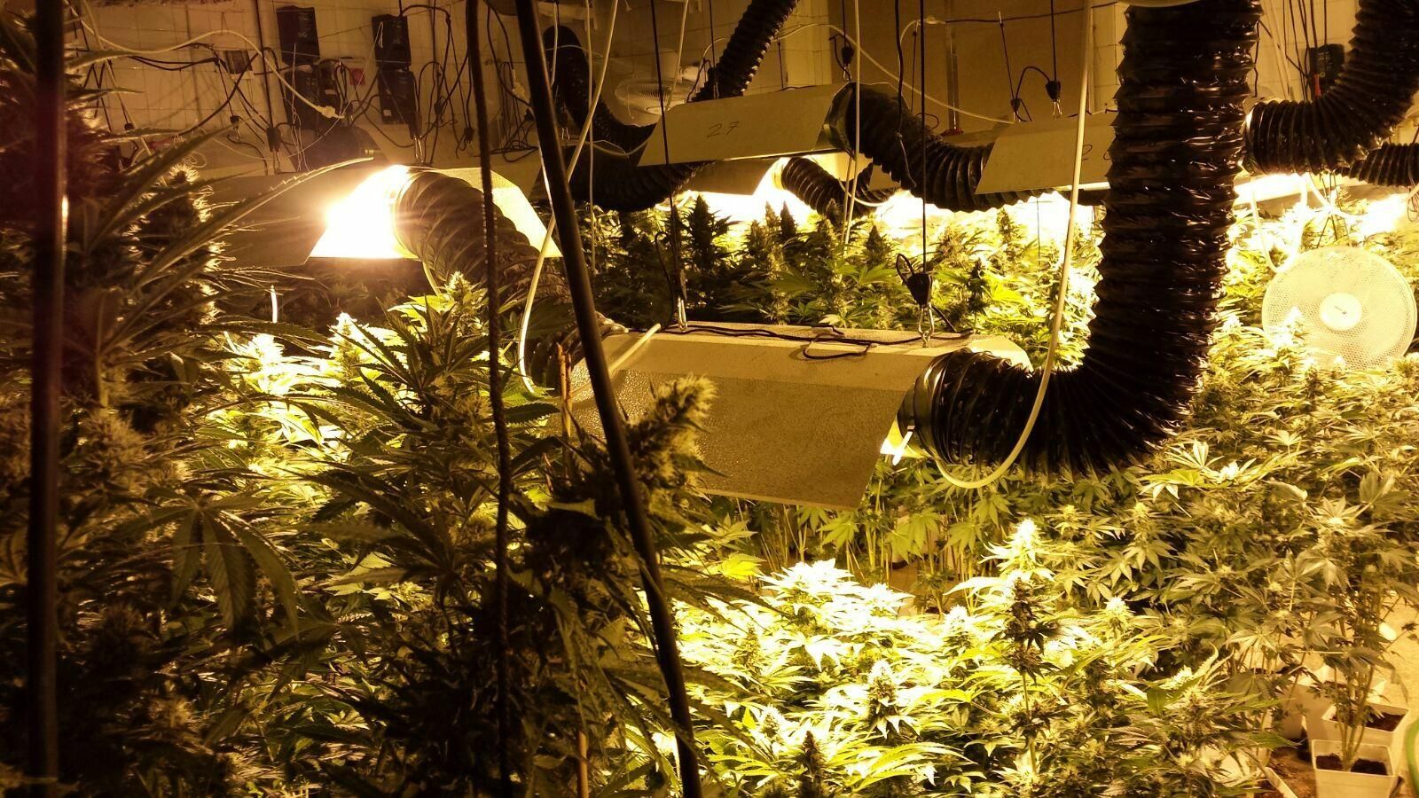 Plantación indoor en las Tres Mil Viviendas.