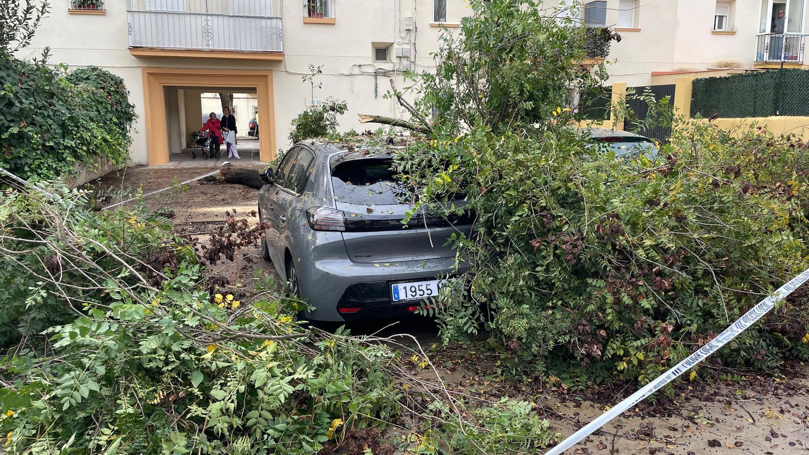 Un árbol de grandes dimensiones cae sobre dos vehículos en La Constancia Un árbol de grandes dimensiones cae sobre dos vehículos en La Constancia