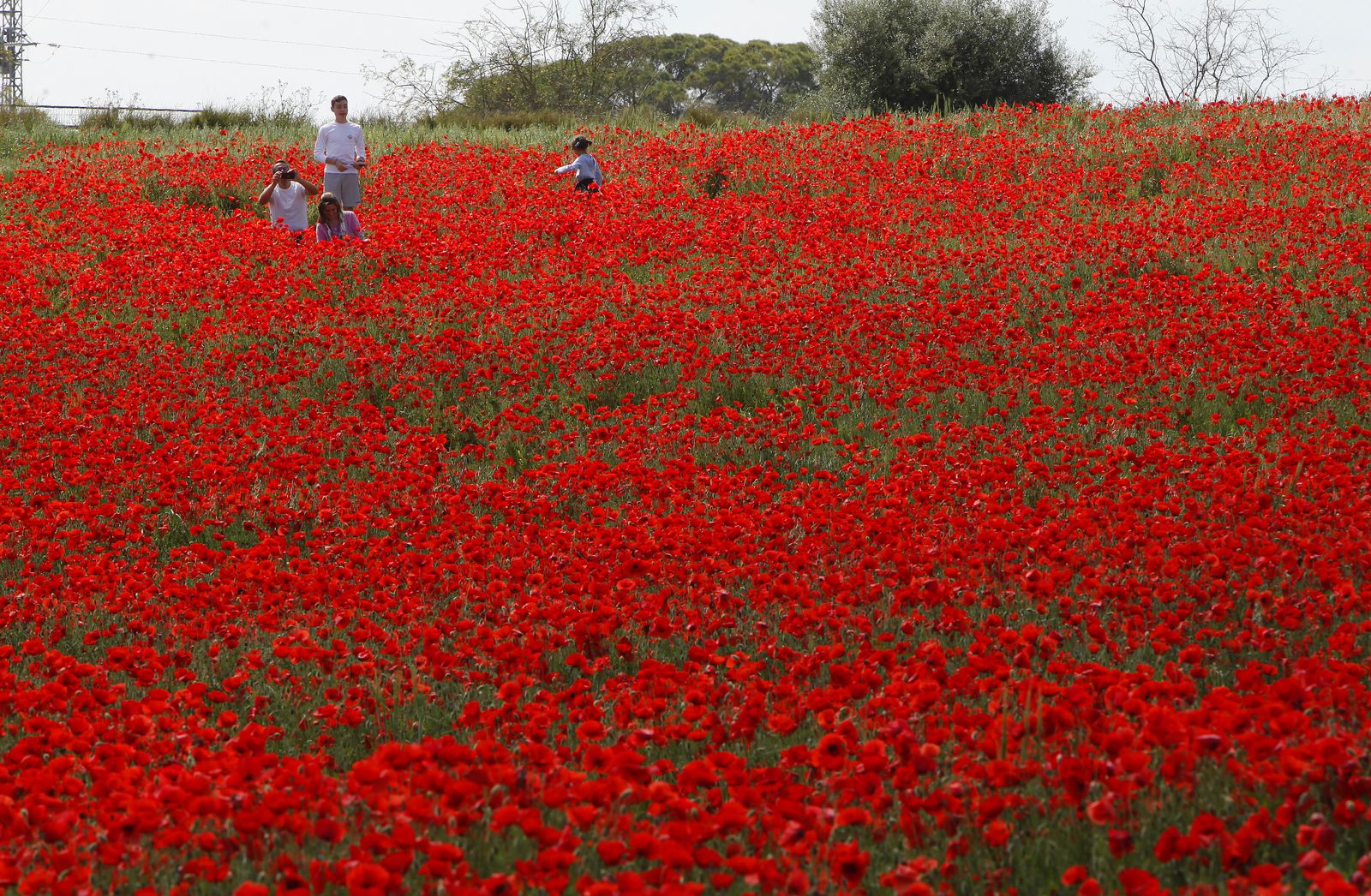 Campo de amapolas en Alcalá de Guadaira