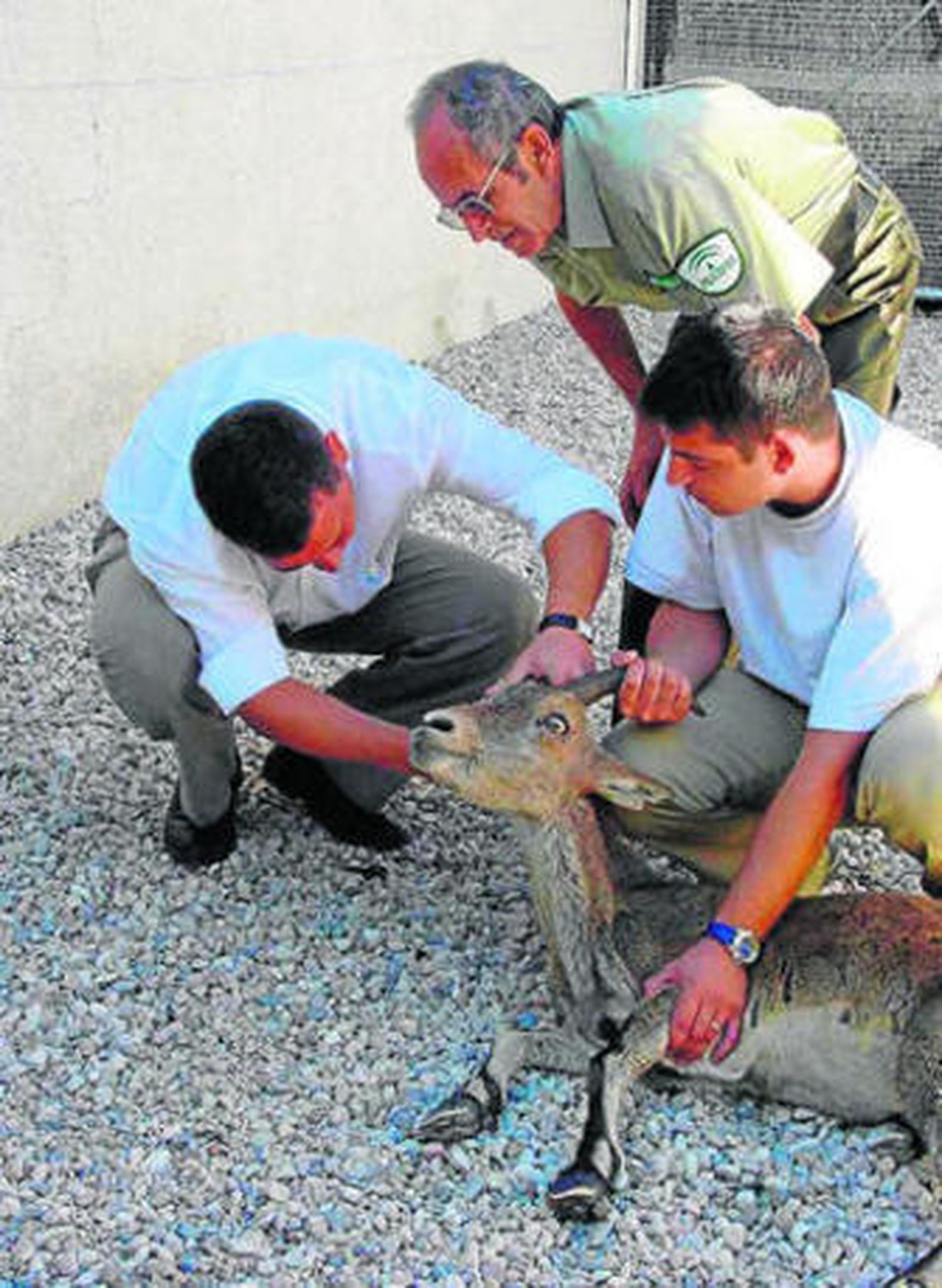 El 'hospital' para animales de Los Vélez recupera 1.905 ejemplares